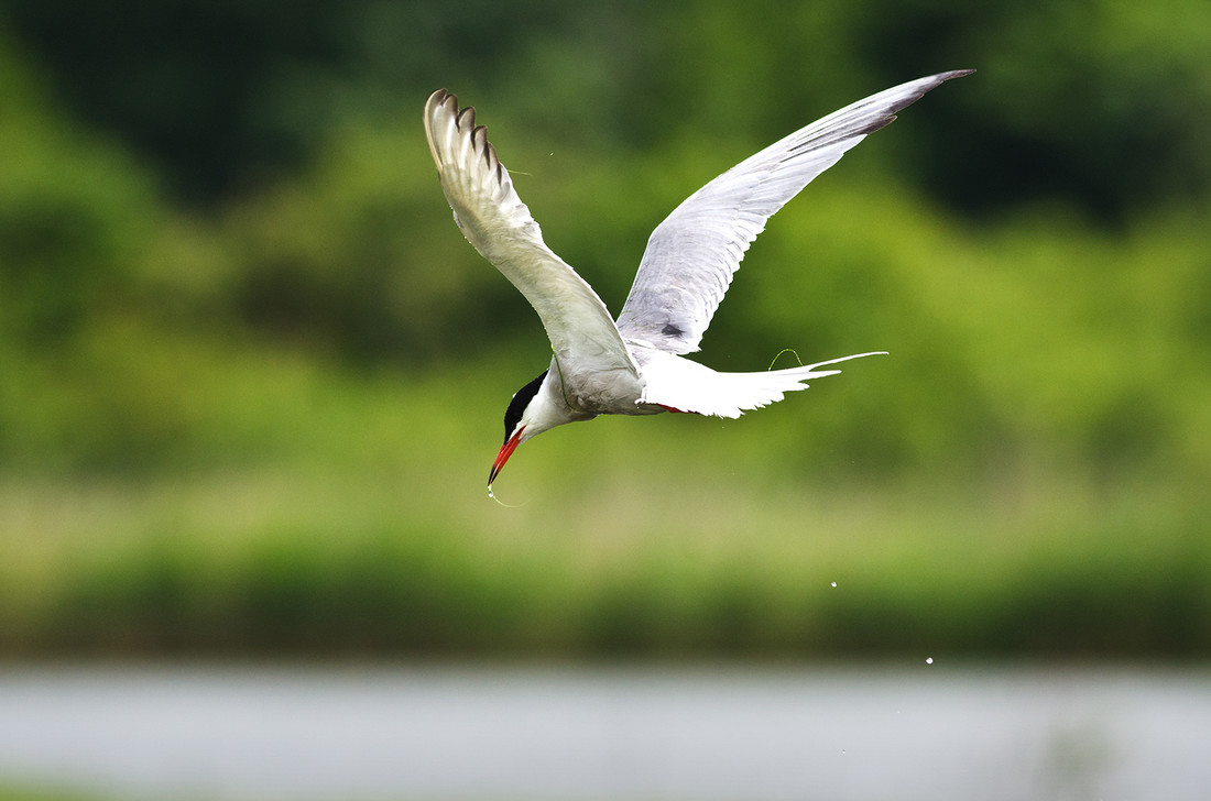 Wildlife sightings for 17th July 2021