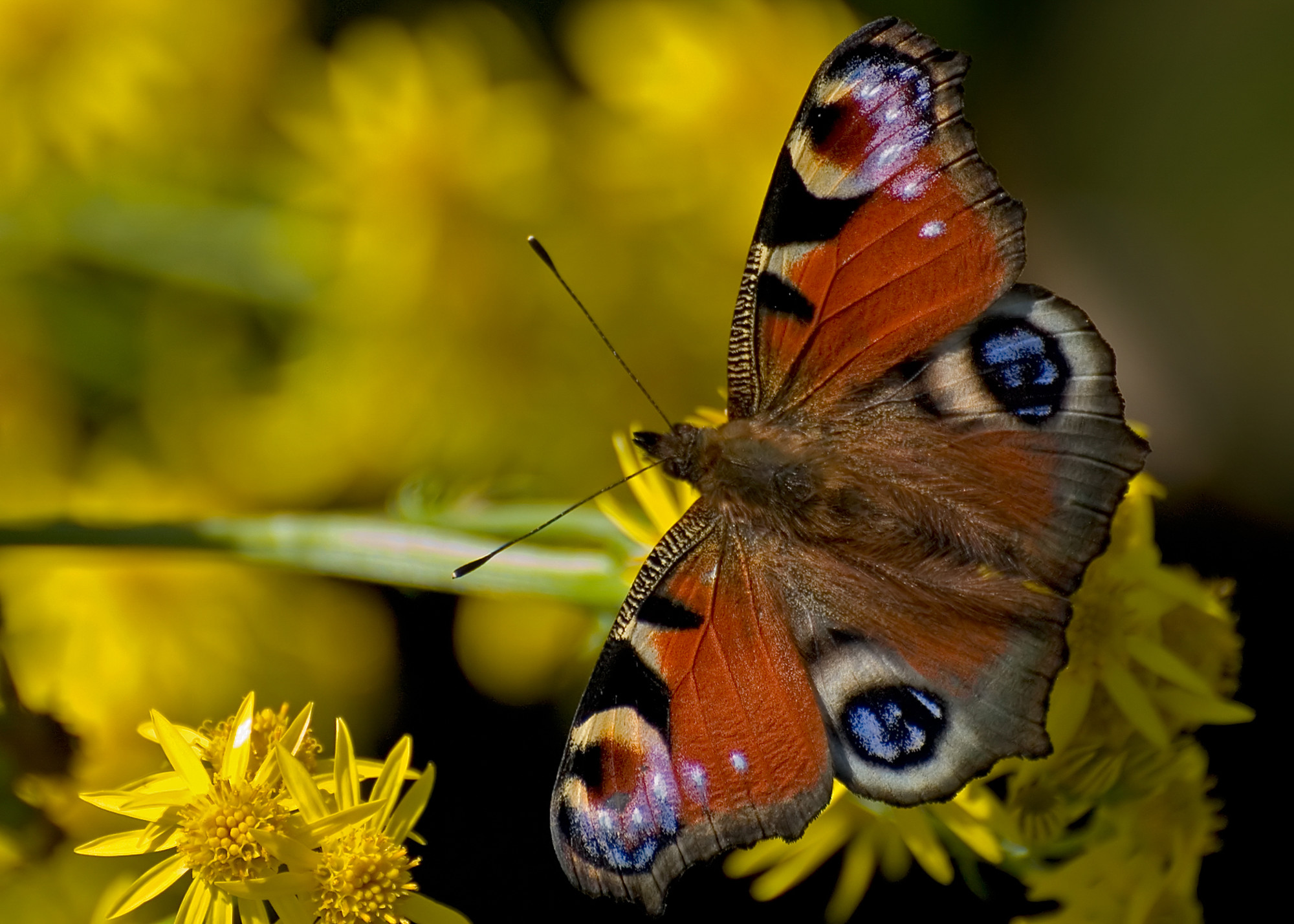 Recent Sightings - 19th August 2019