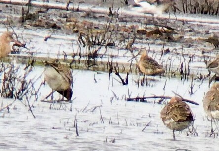 Long-billed Dowitcher