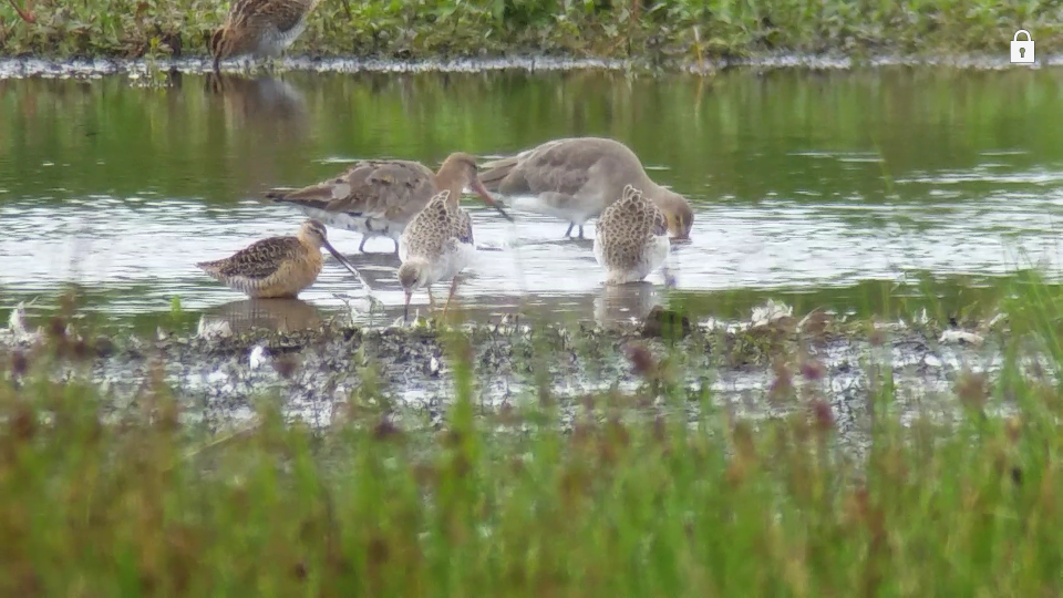 Long-billed Dowitcher still present