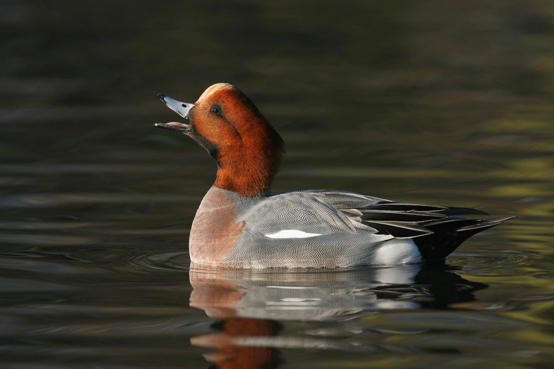 Good numbers of winter waterfowl 