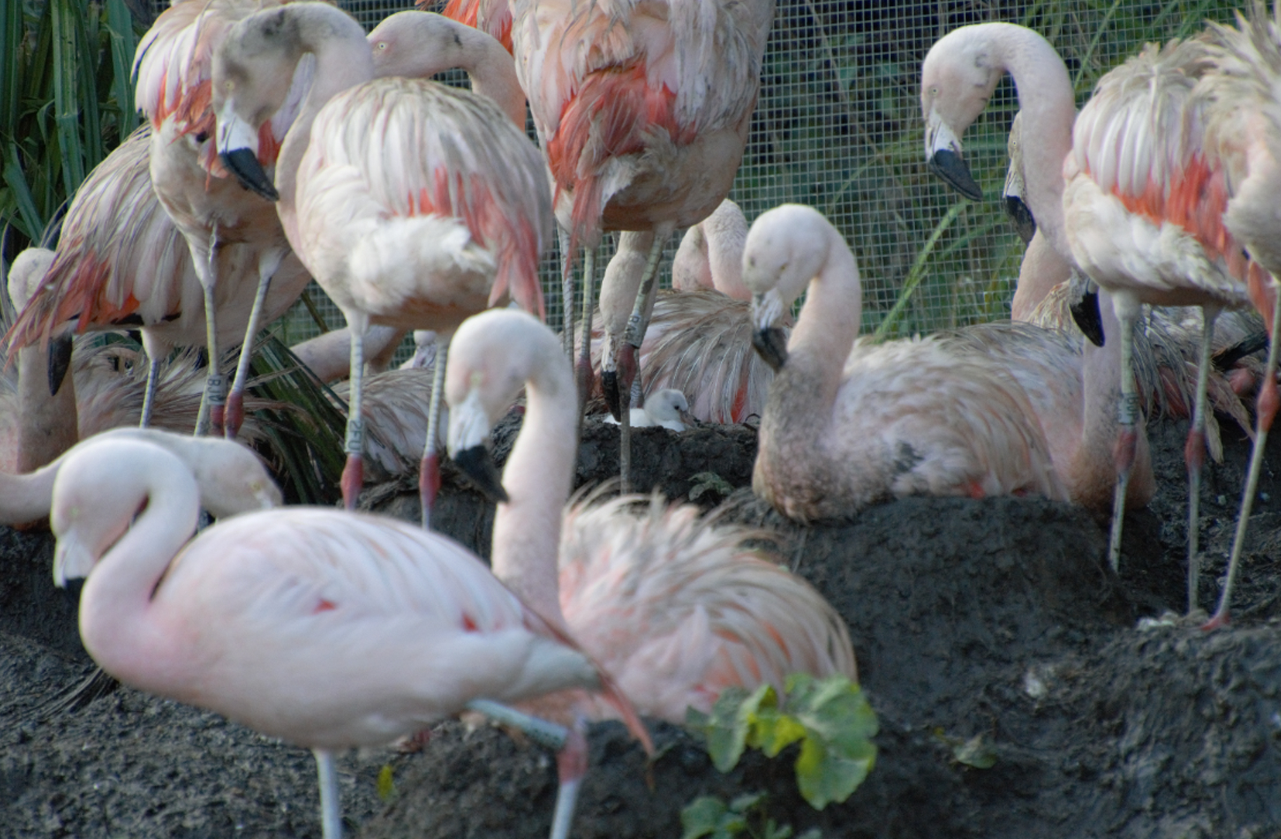 First flamingo chick in 4 years hatches