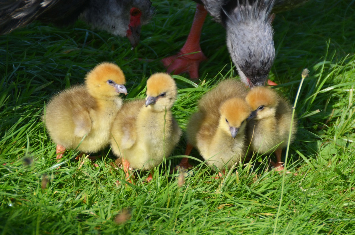 Crested screamer chicks hatched at Slimbridge for the first time in forty years