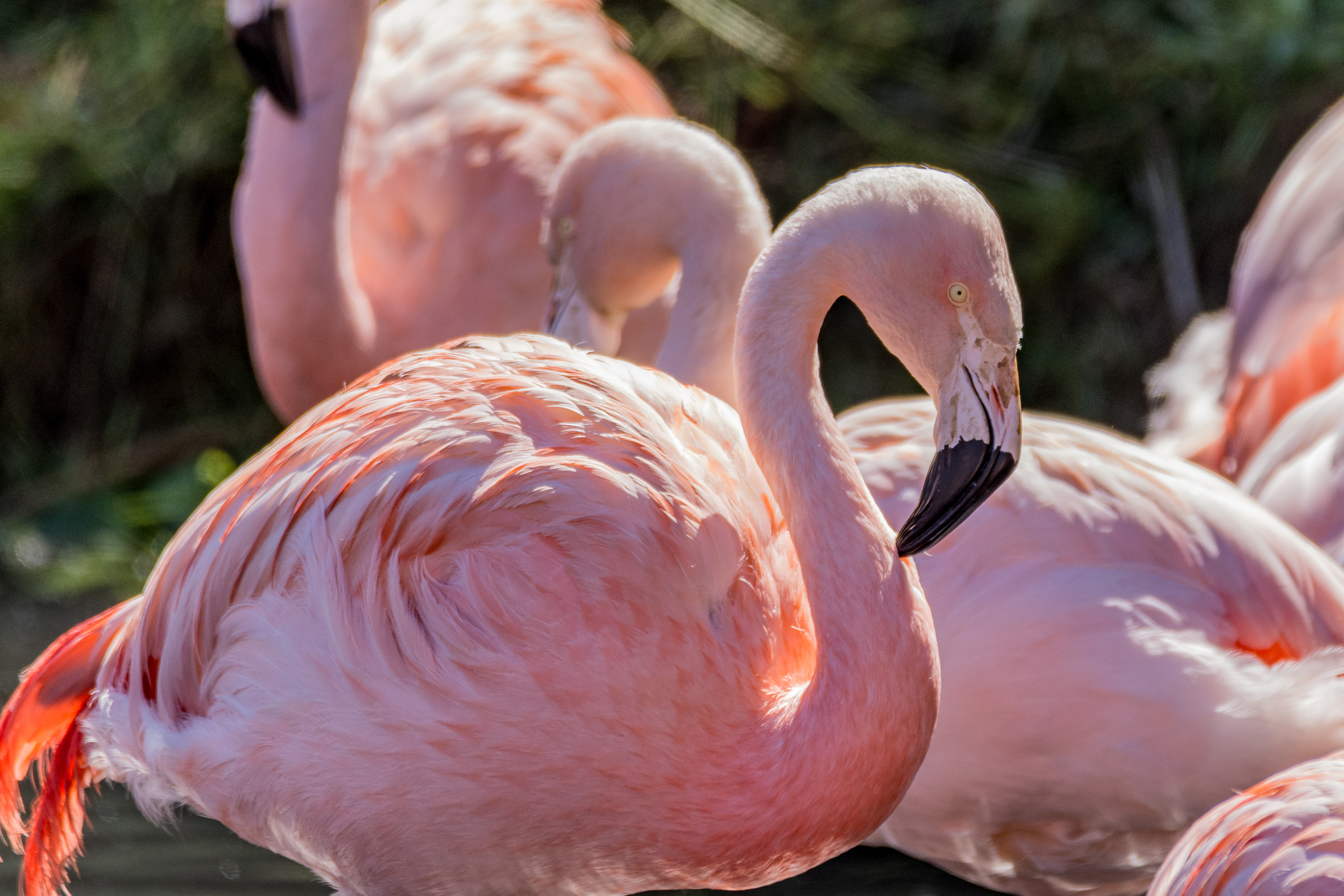 Baby flamingos- why the long wait?!