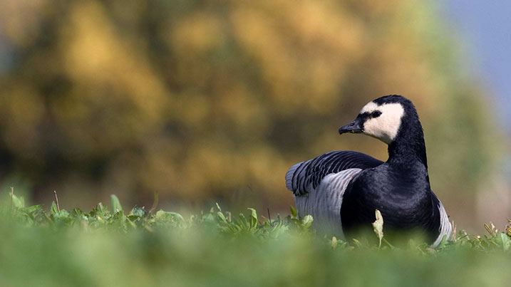 Barnacle goose in grass field