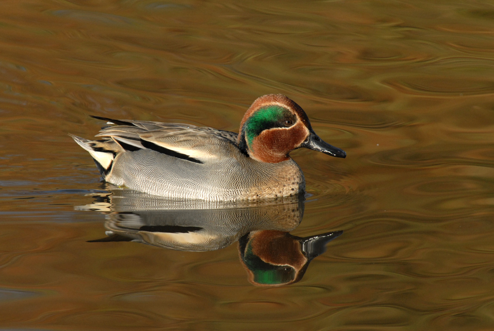 Sightings for Tuesday 22nd October