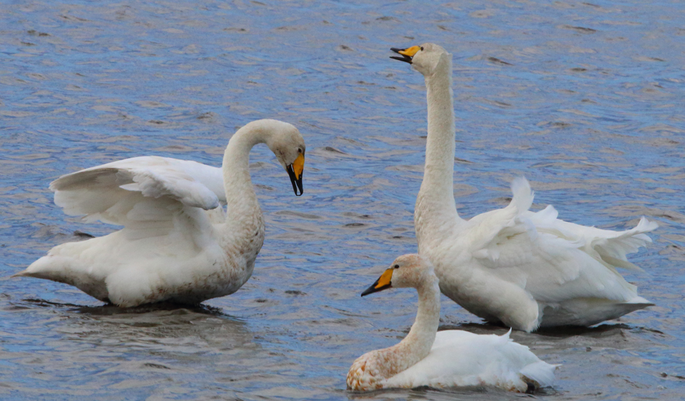 Welney Sightings-17/11/2019