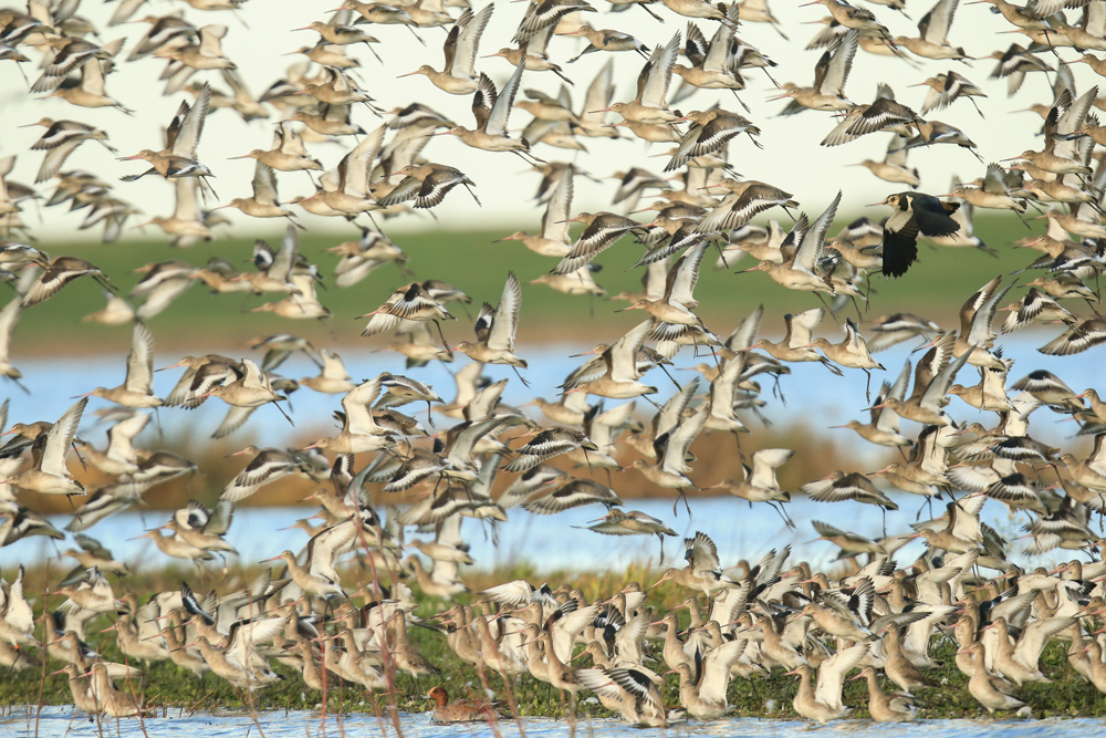 Wetland Bird Survey - WWT Welney and Ouse Washes