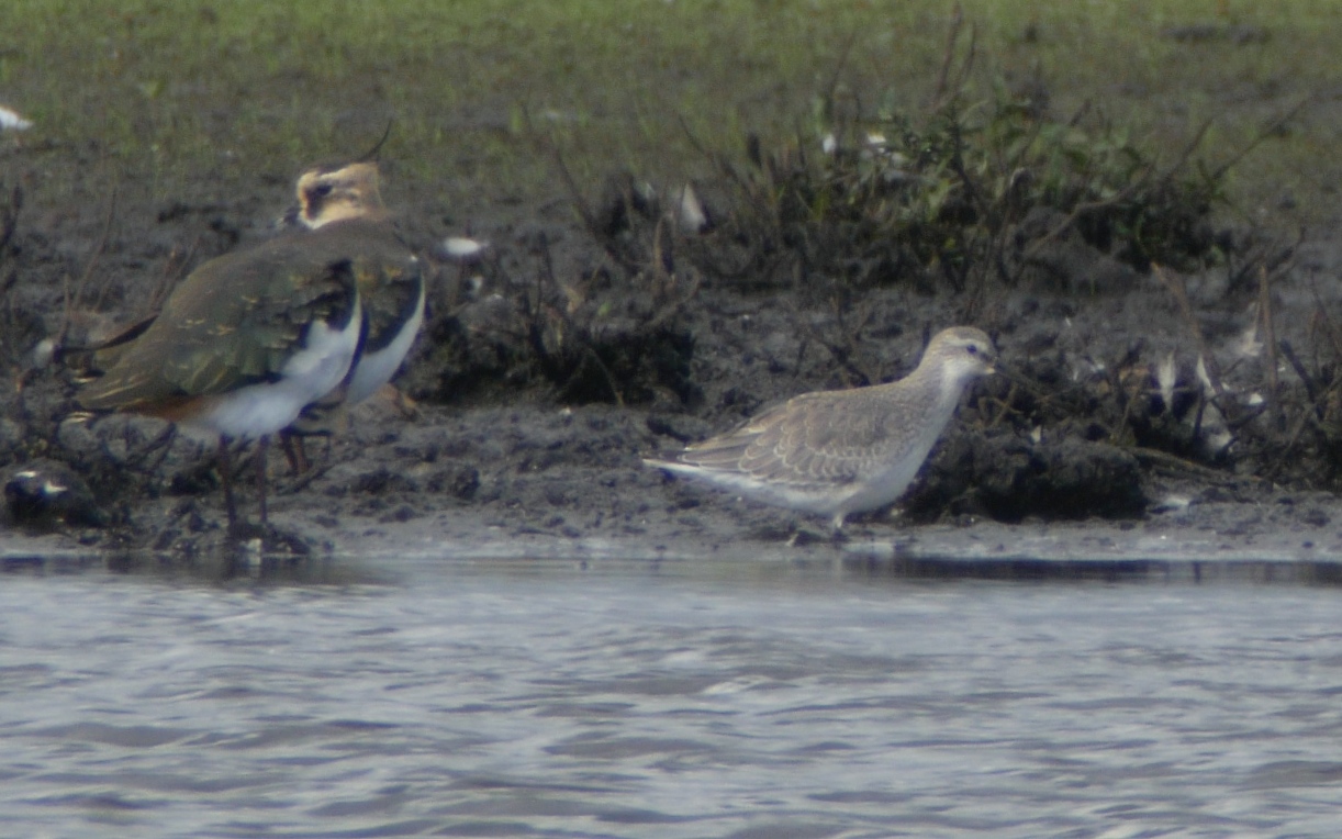 More Pinkfeet