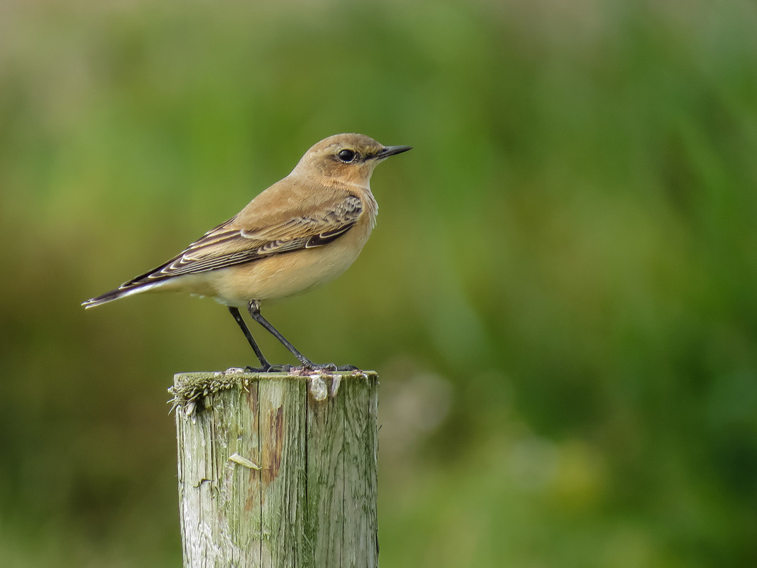 Wildlife sightings for w/c 29th March 2021