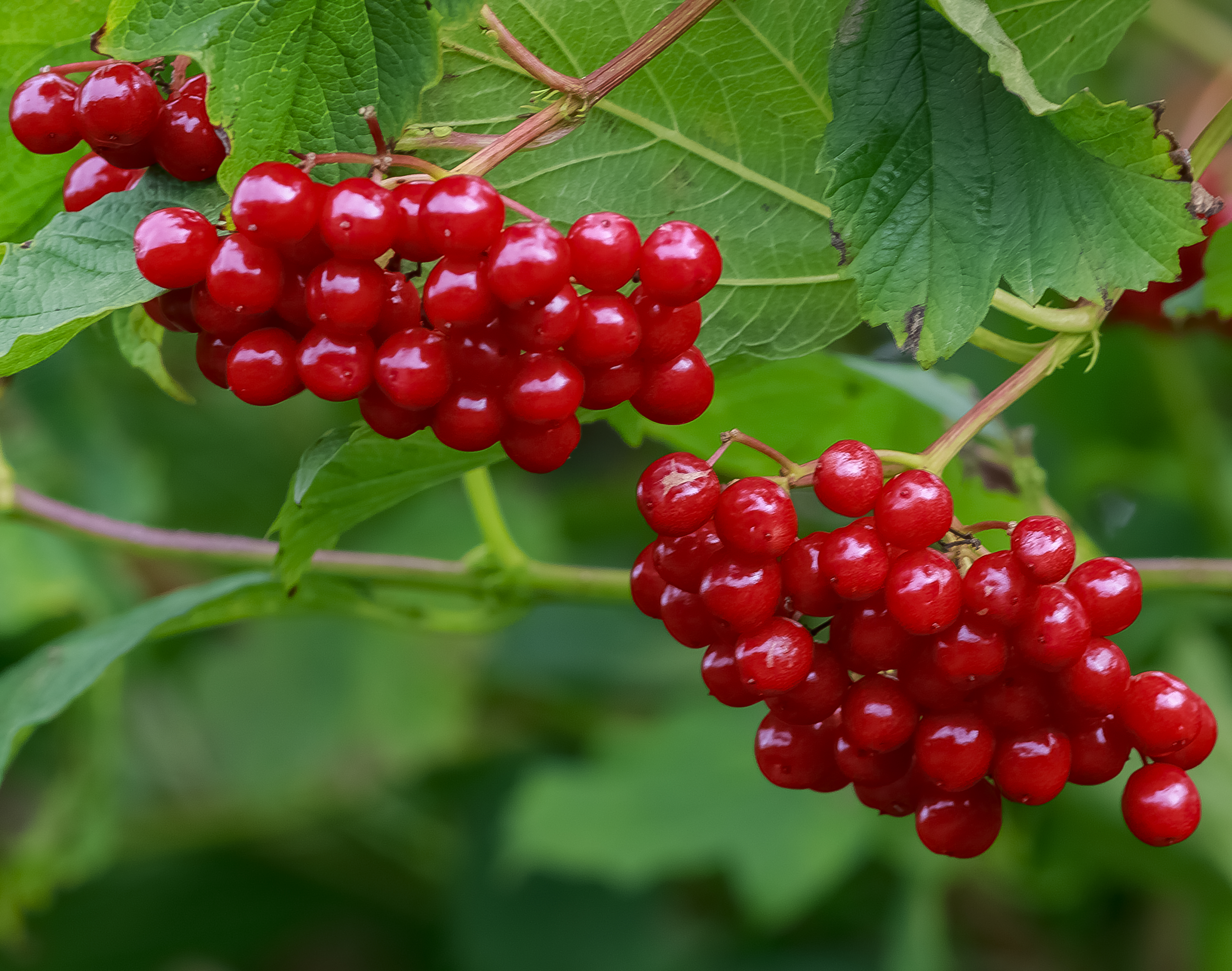 Autumn Berries and Raptors