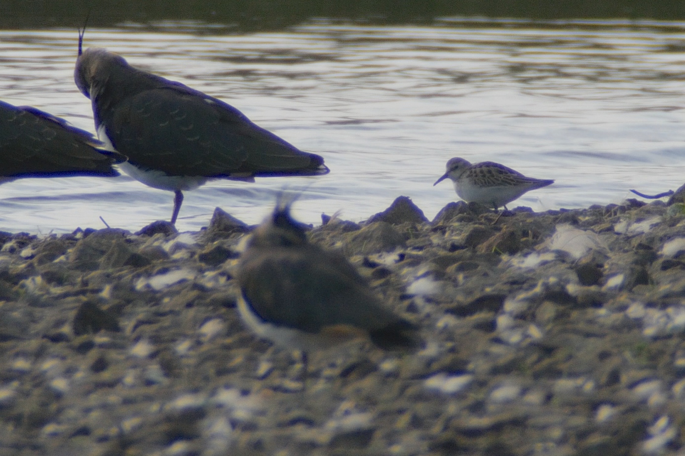 Little Stint