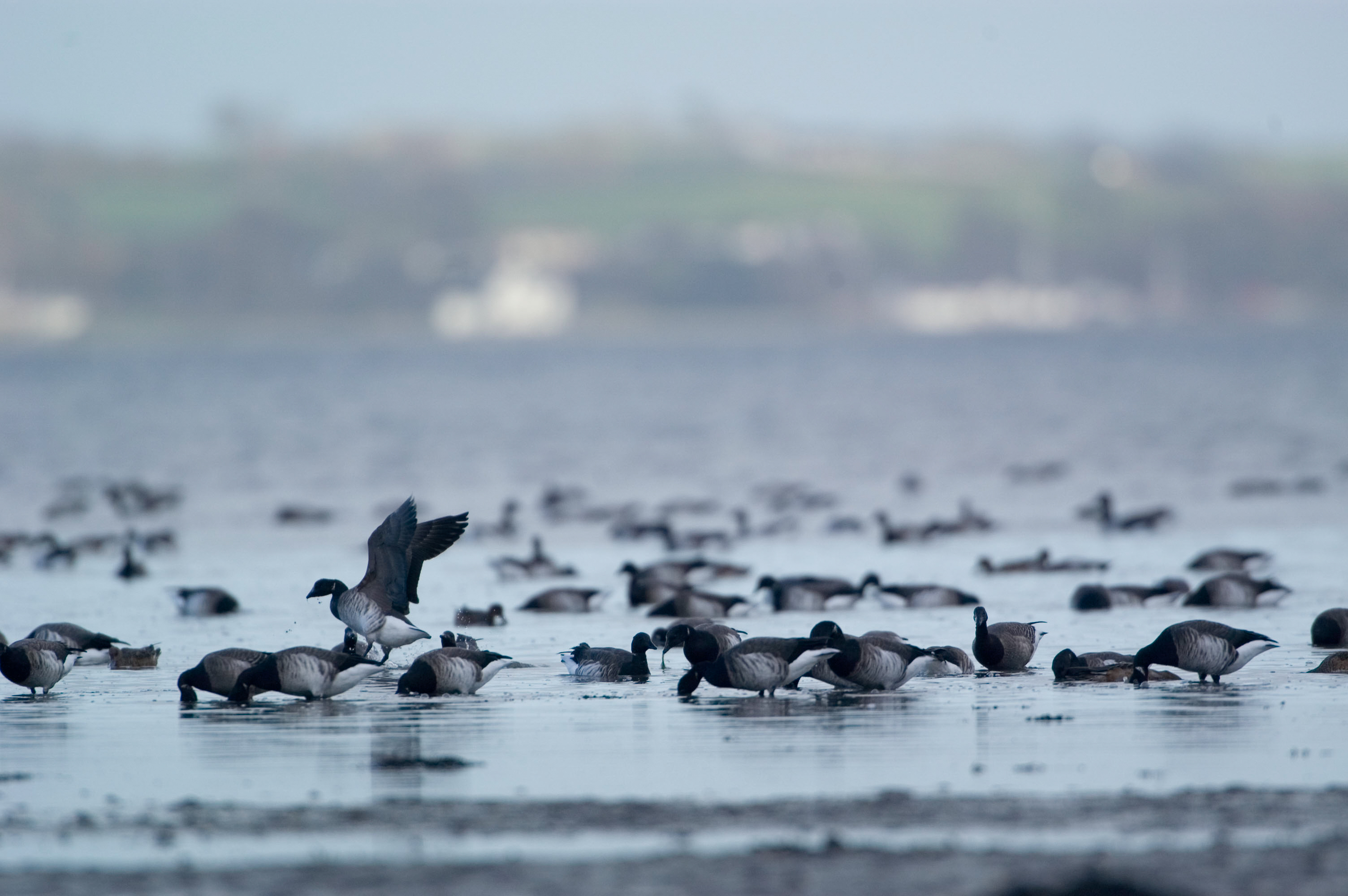 Recent Sightings - 16th September 2019