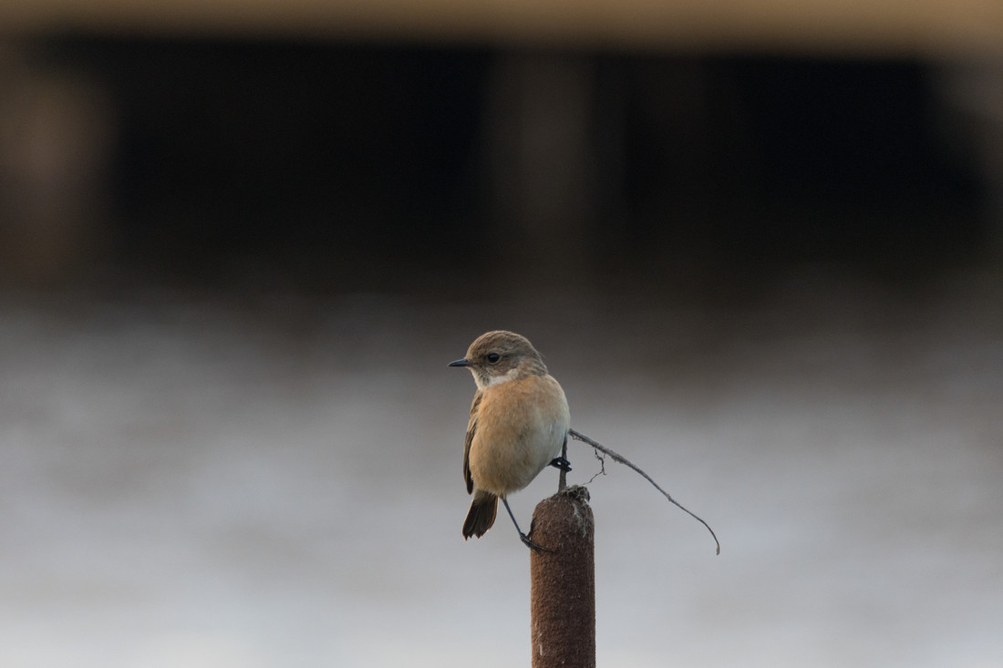 Stonechat flitting around the grazing marsh fenceline 