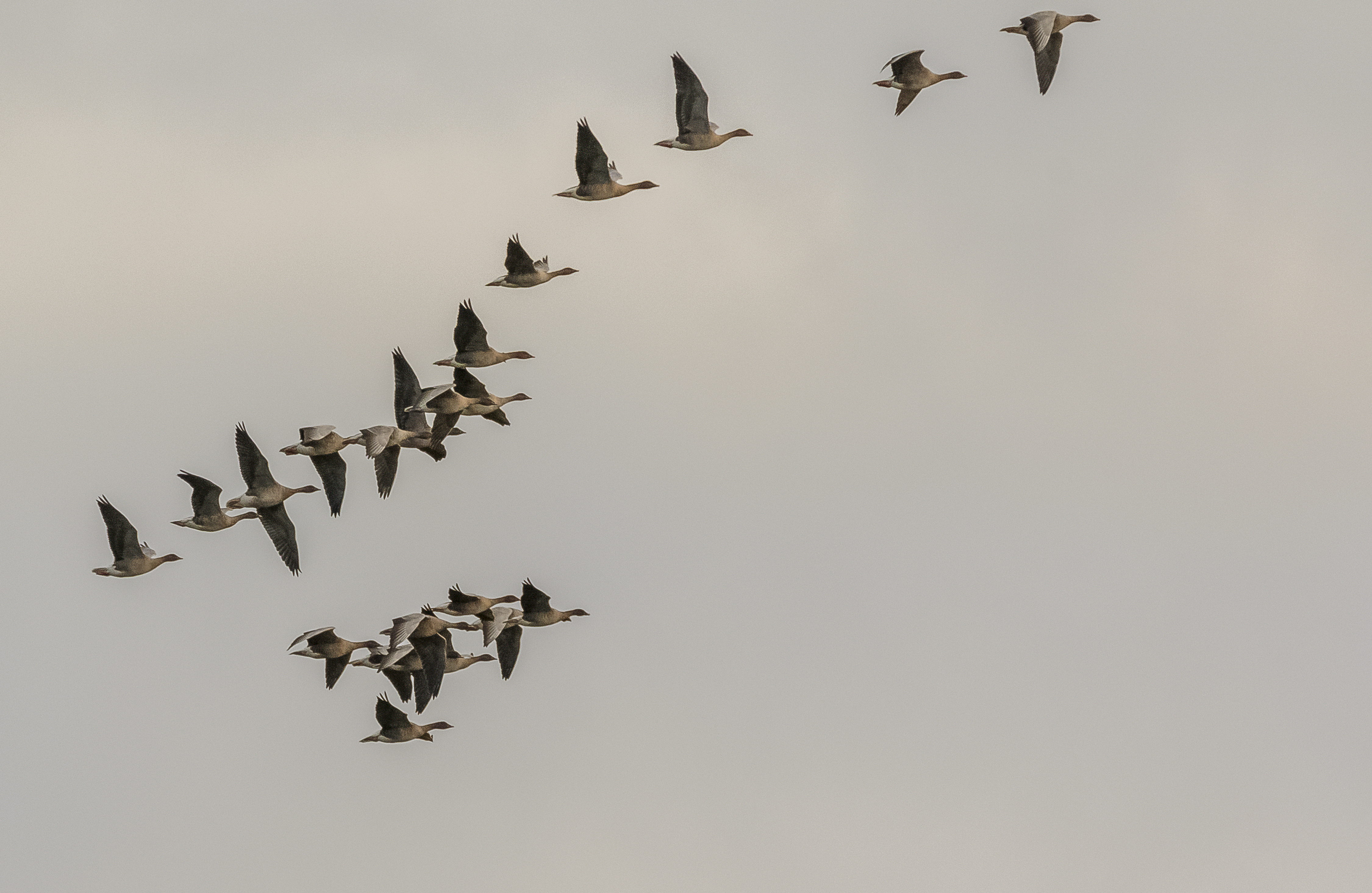 Whoopers, Barnacles and Pink-feet