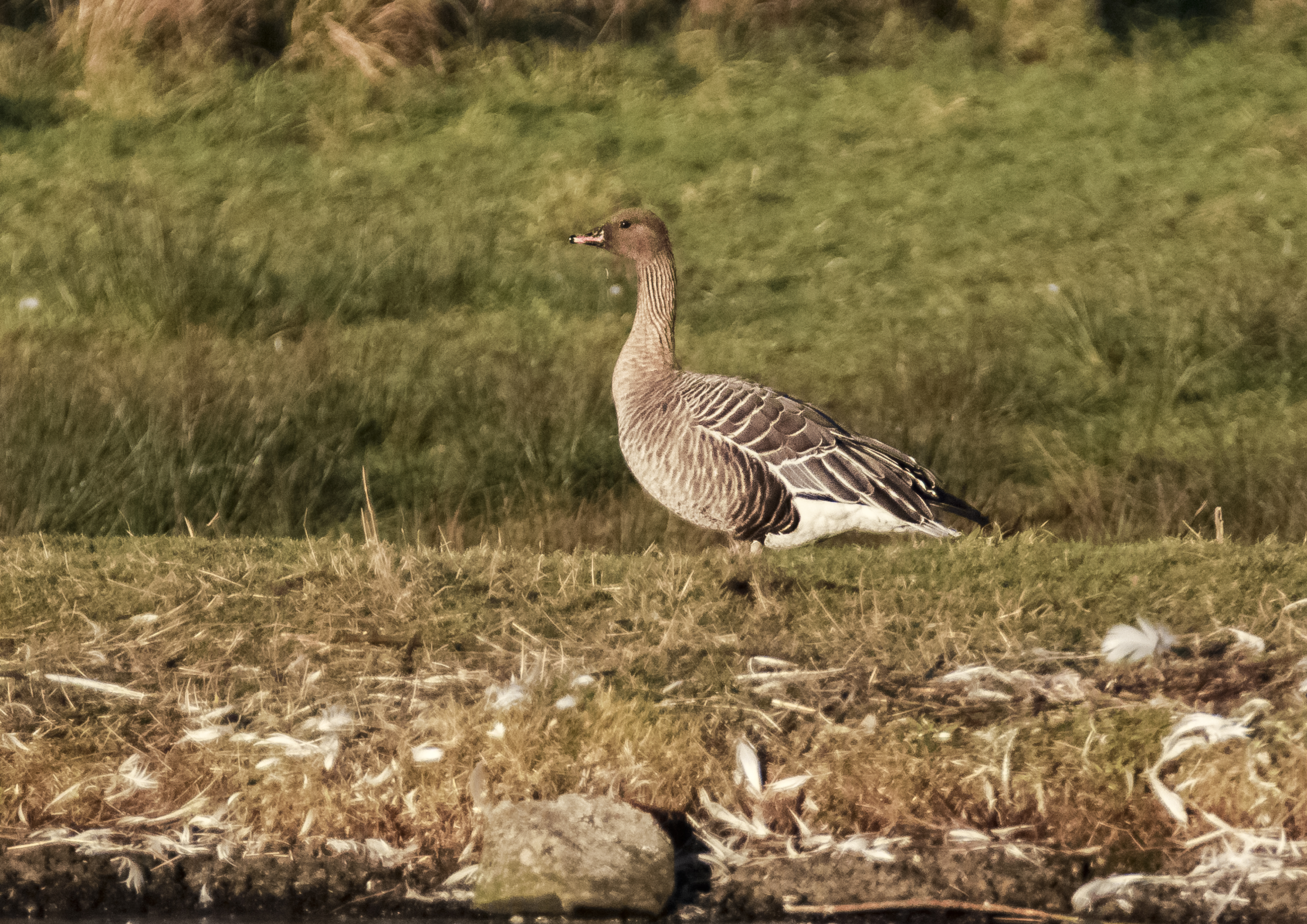 Sunshine on Geese