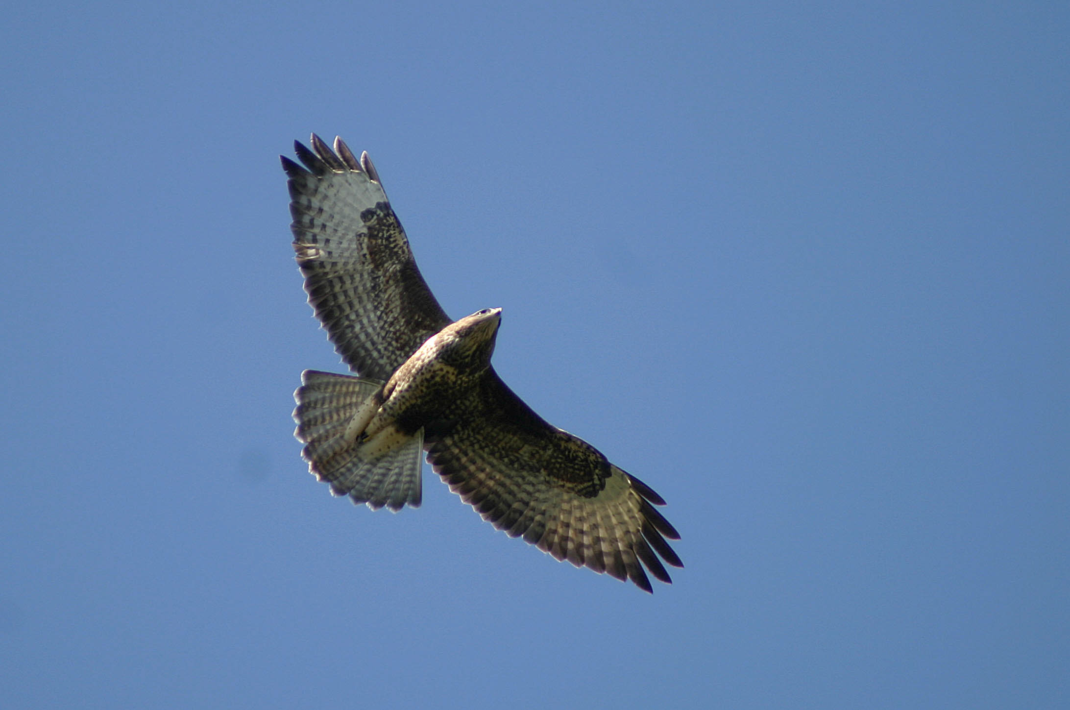 Recent Sightings - 23rd September 2019