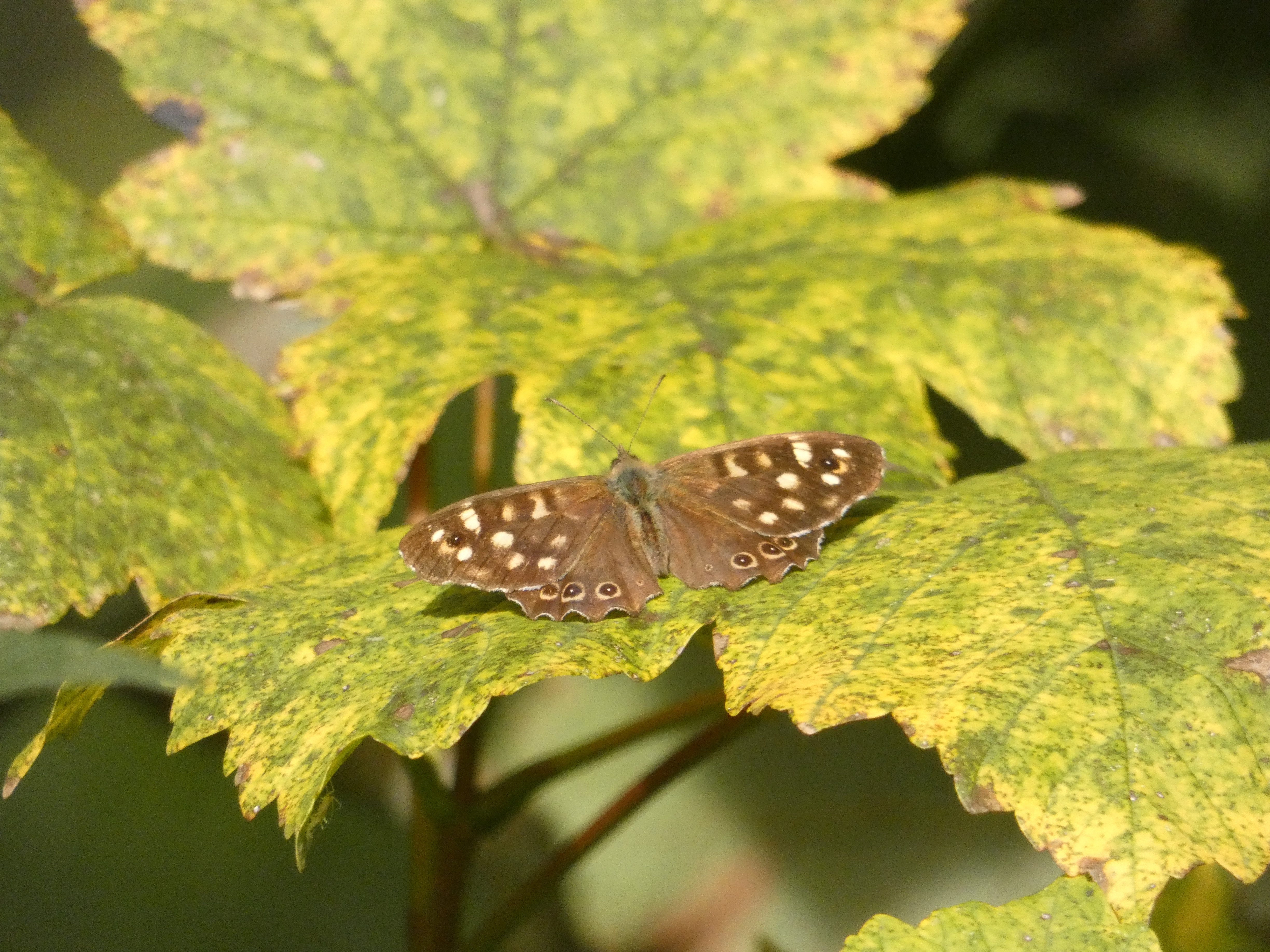 Butterflies showing on sunny days