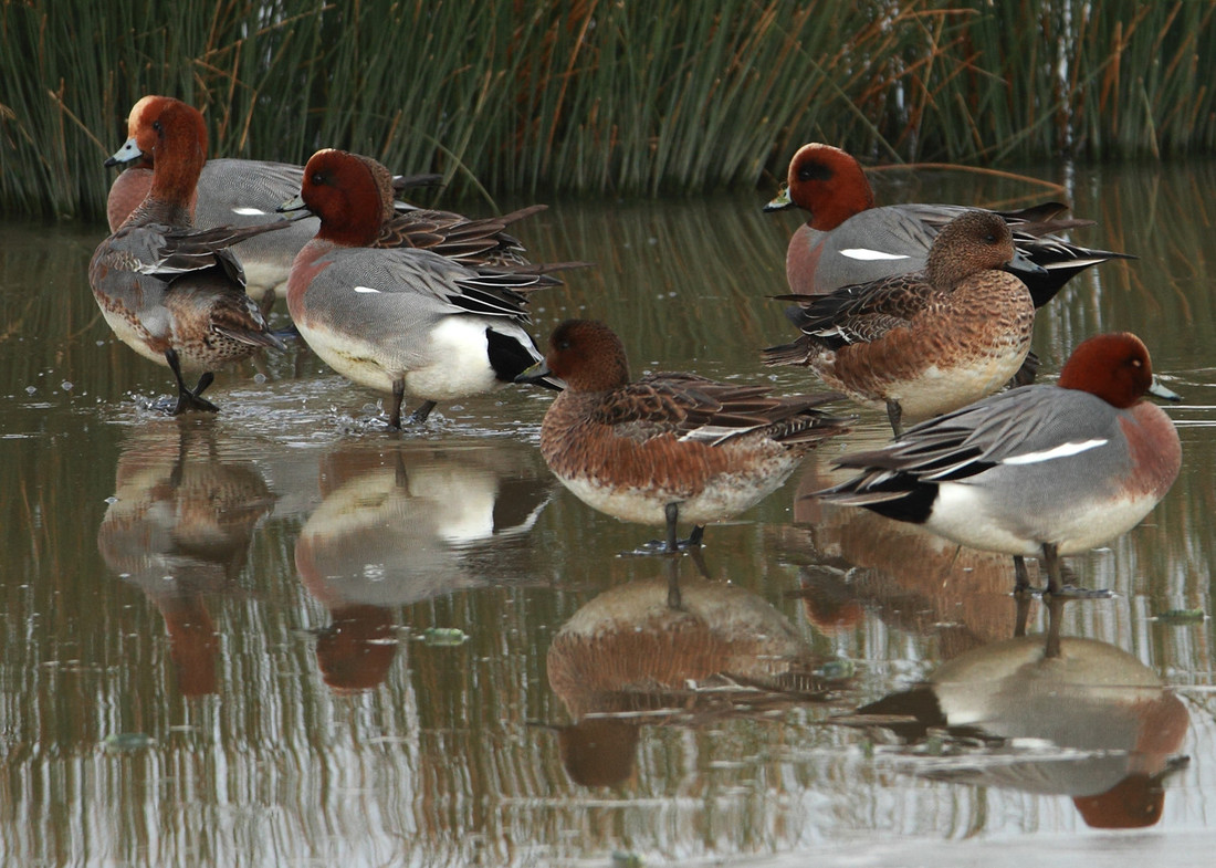 Wildlife Sightings for 13th September 2023