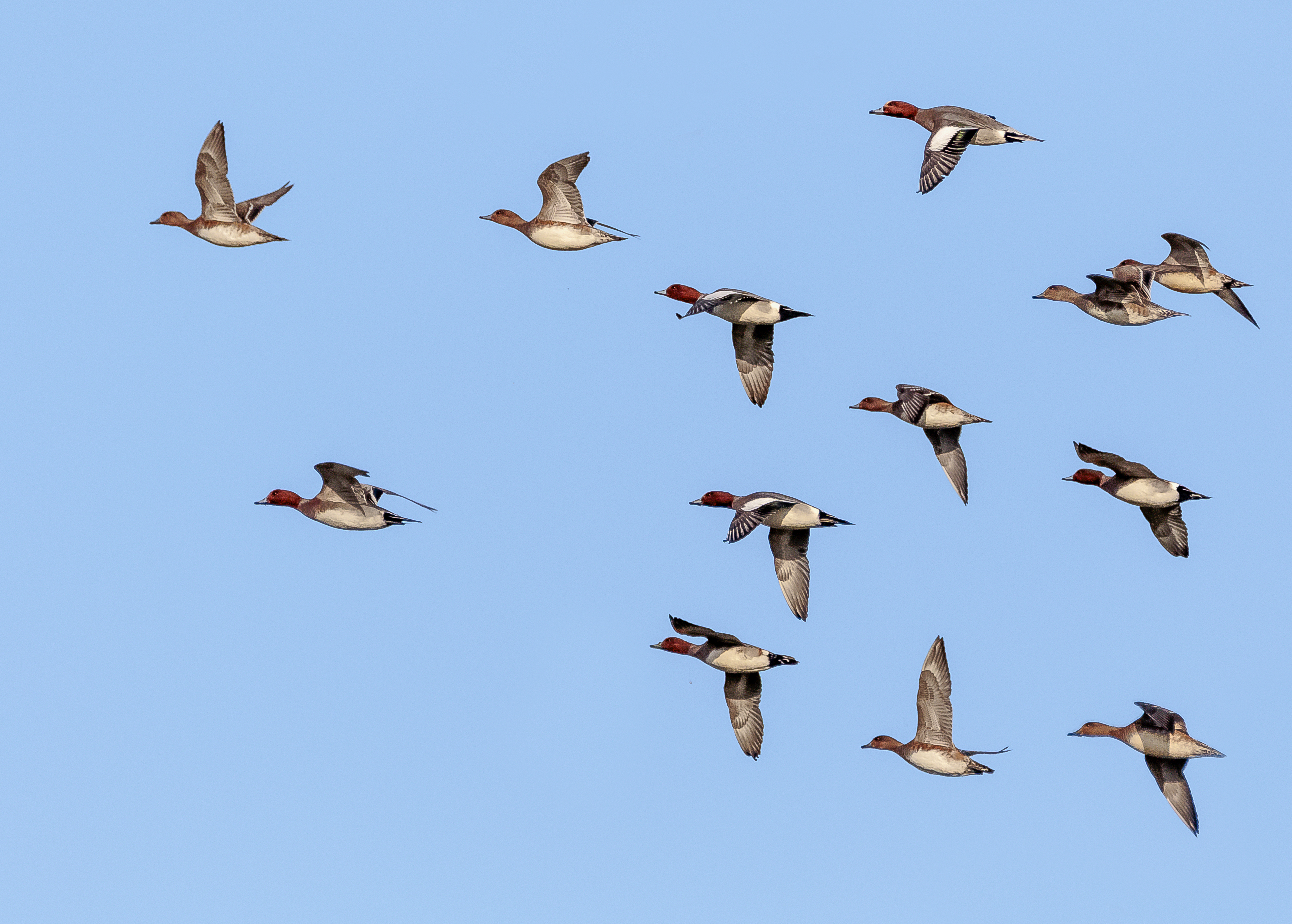 Wigeon on the Increase