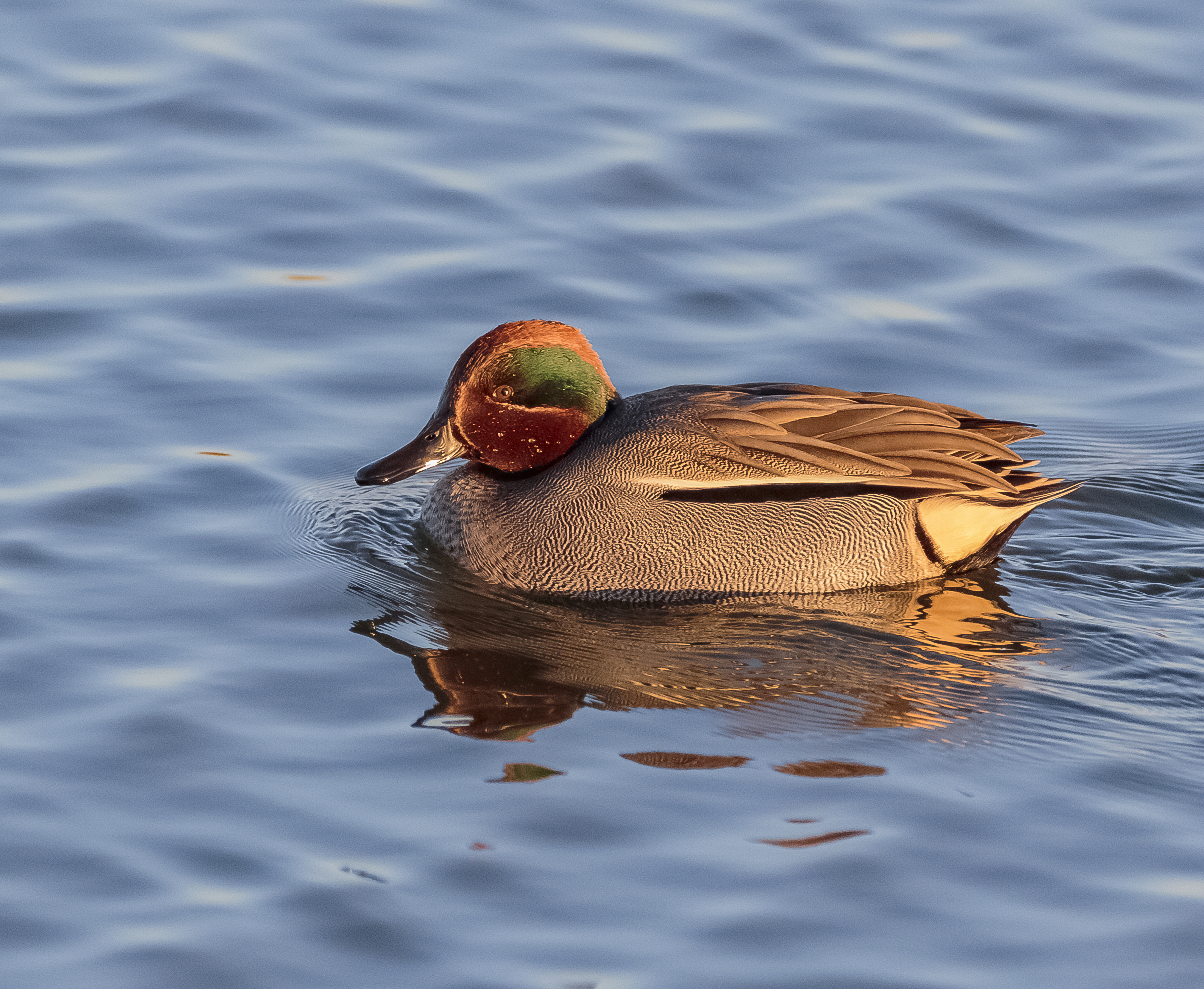 Male ducks coming out of eclipse