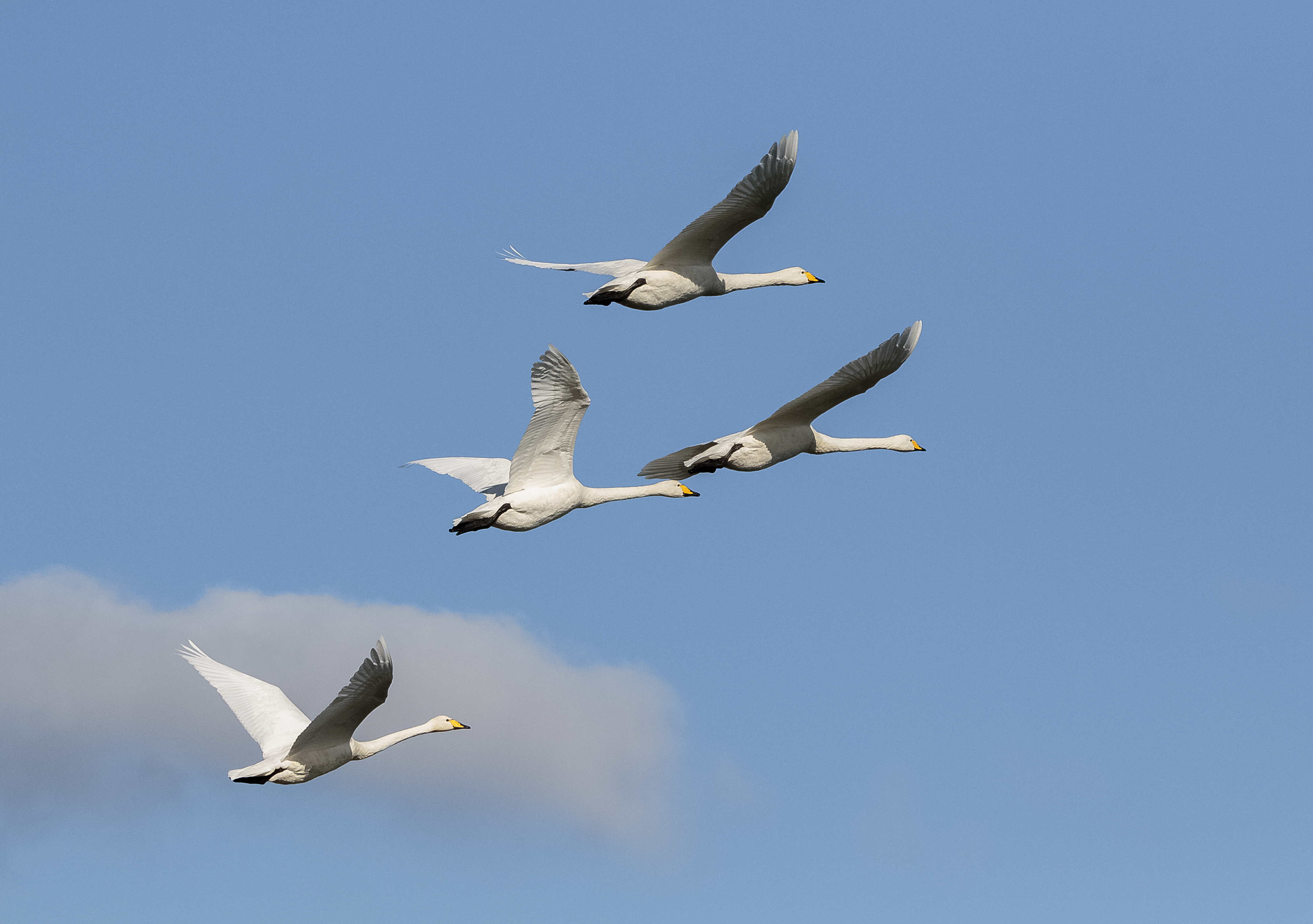 Swans Gathering