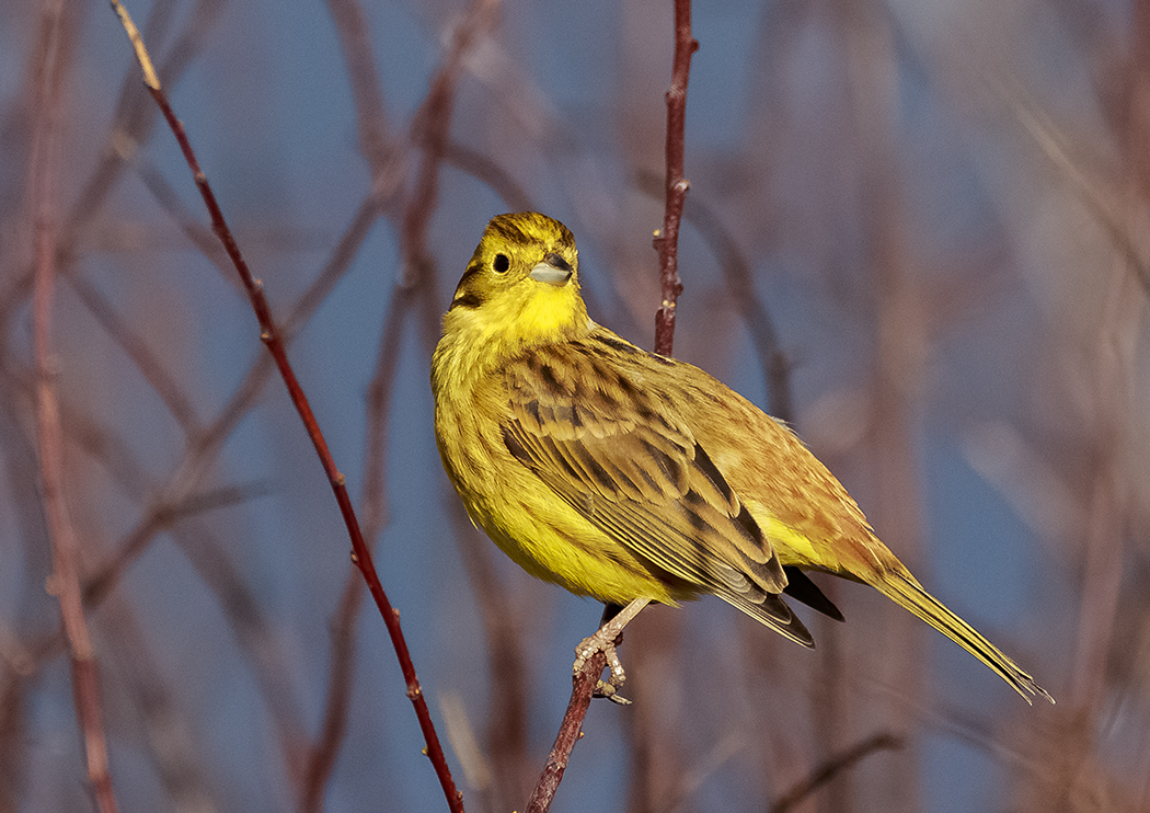 Winter Passerine Survey