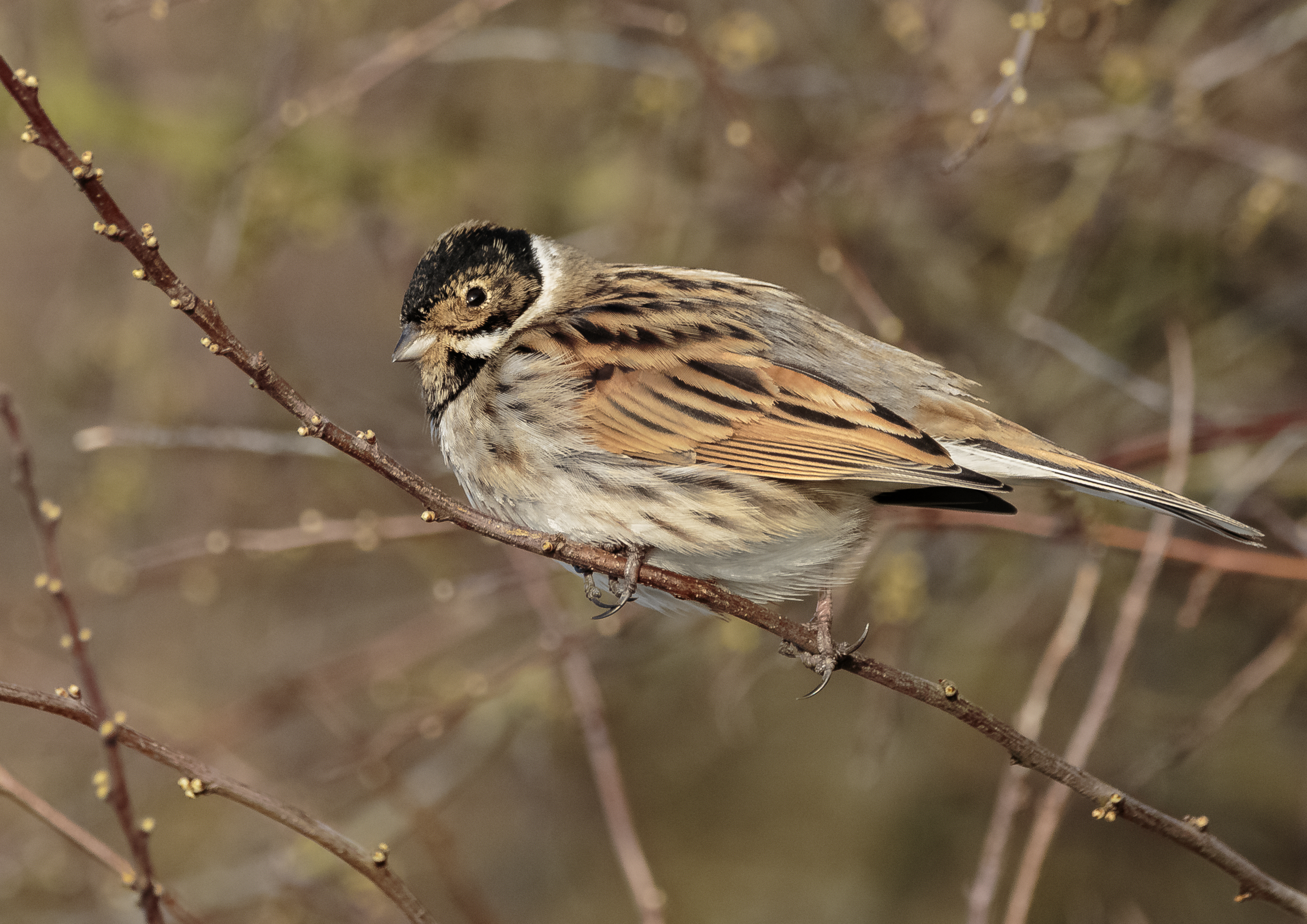 Reed Buntings and Bullfinch