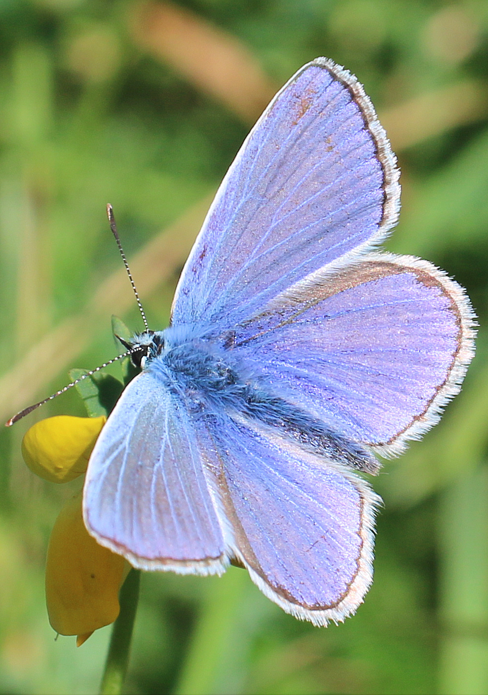 Wildlife sightings for 15th July 2022