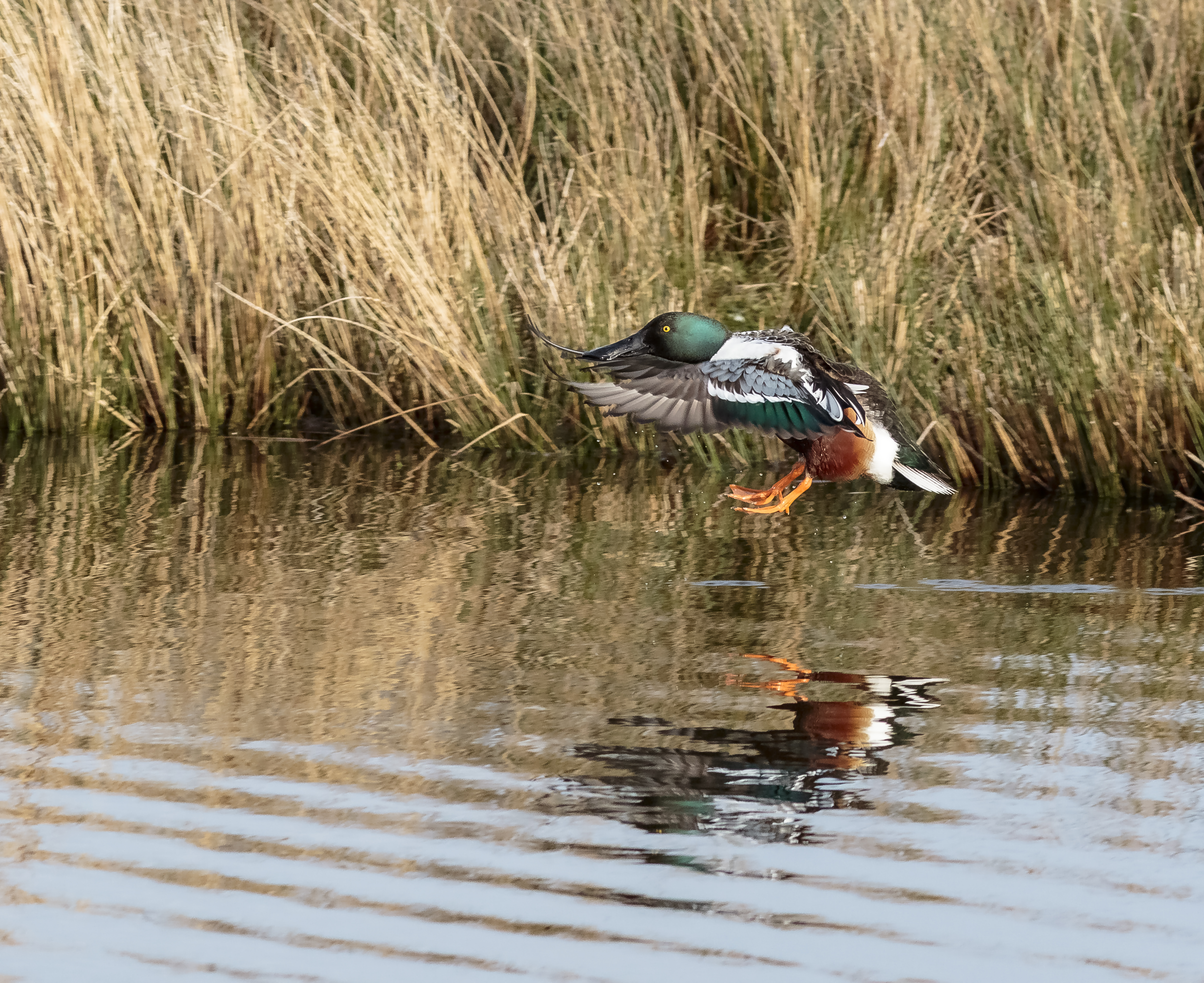 Shoveler numbers increase!