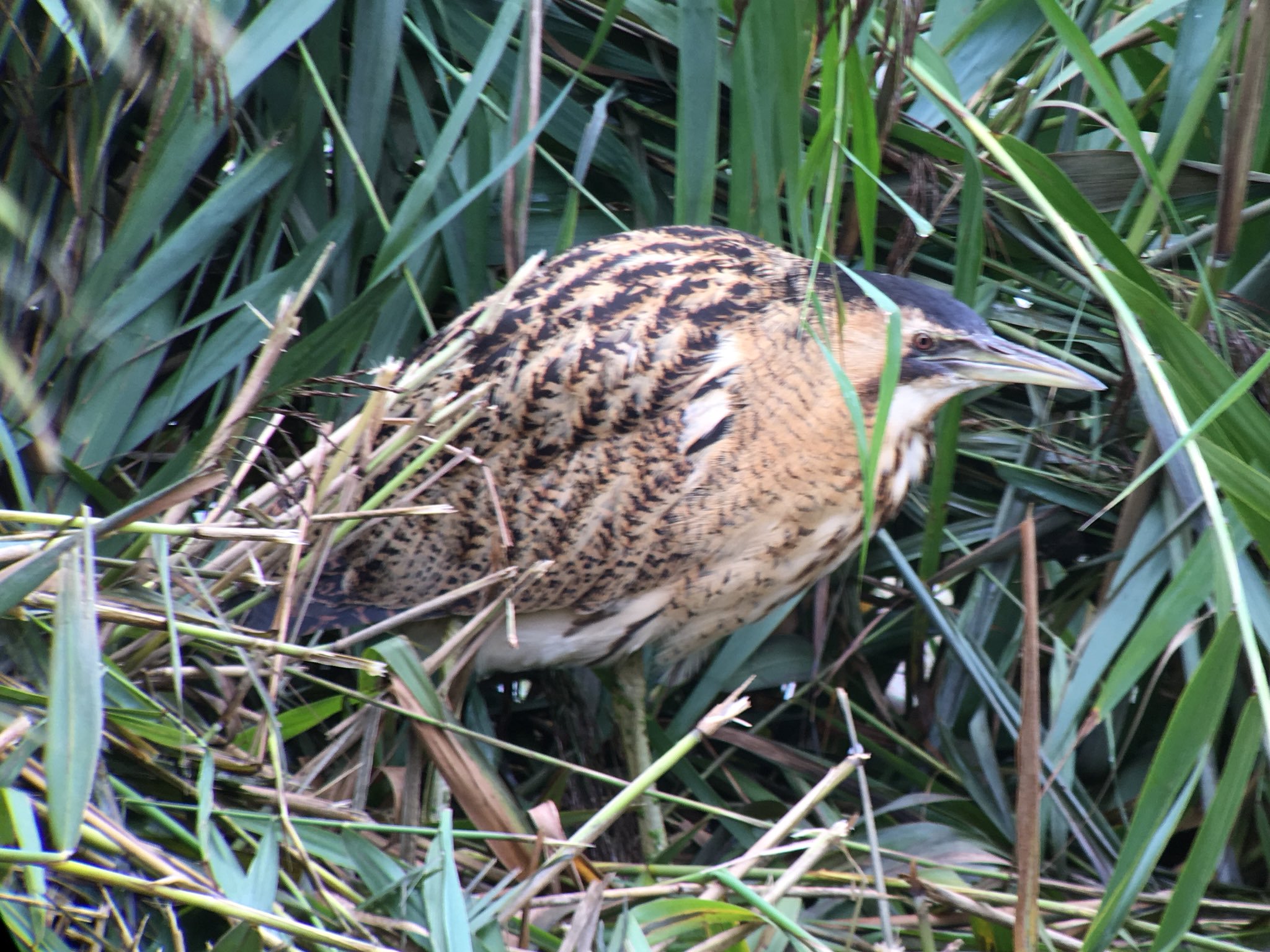 Wildlife sightings for 28th January 2022