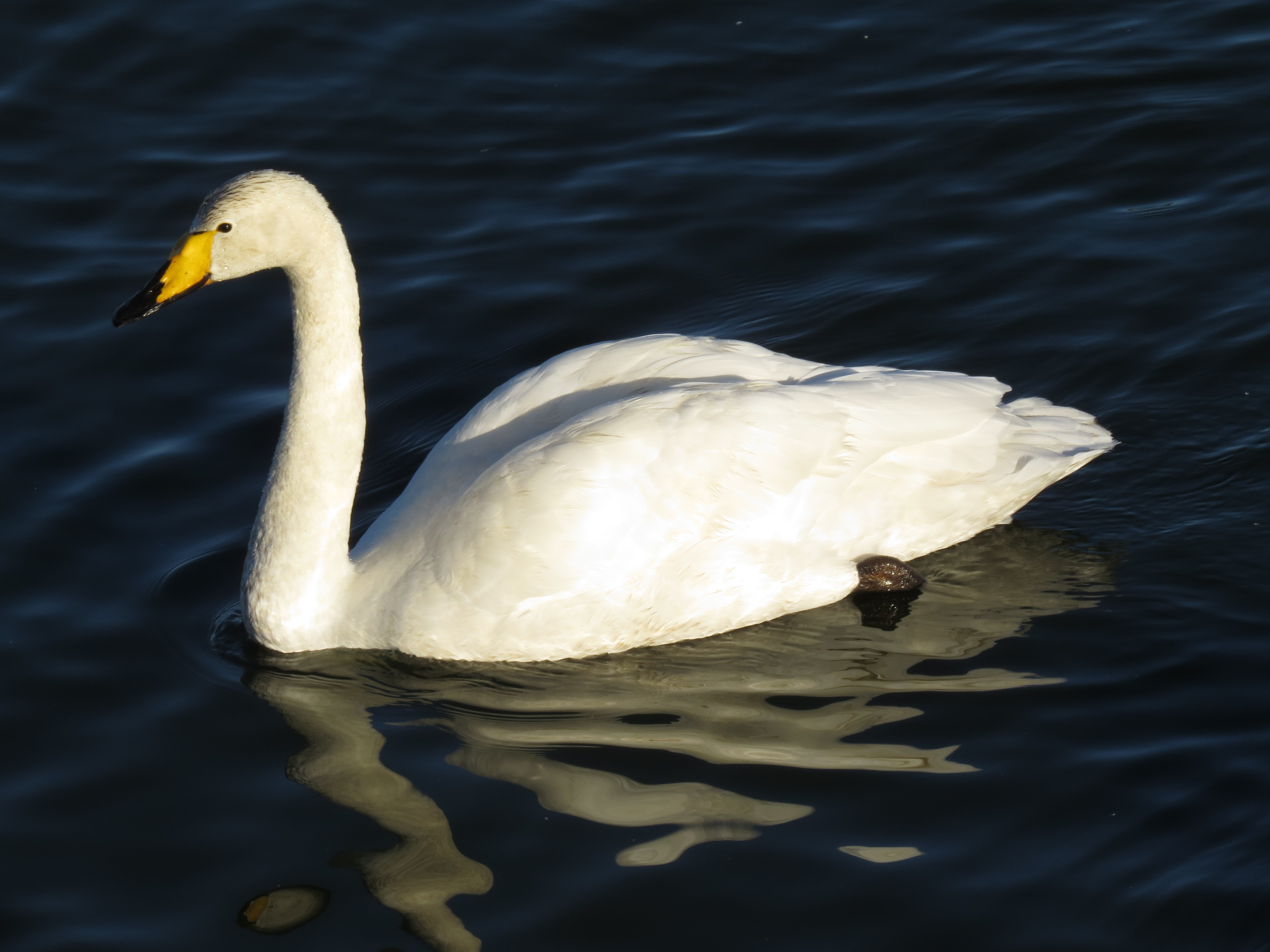 Bernard the Whooper has arrived!