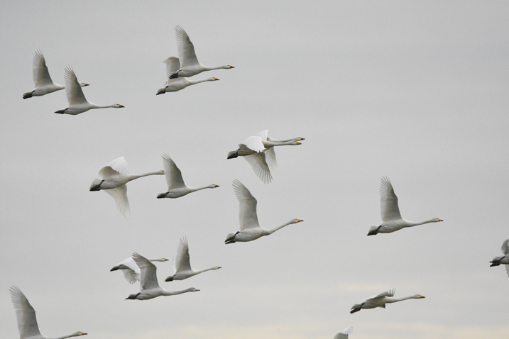 January swan count - 11/01/22