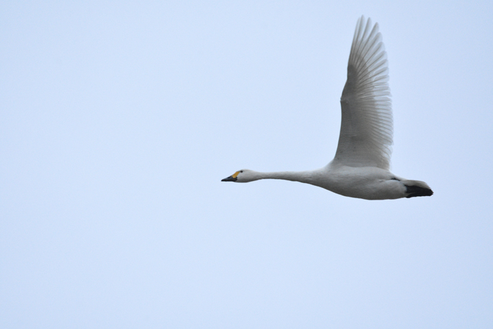 Welney sightings - 24/01/22