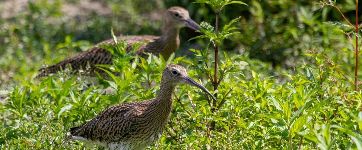 Help us crack the curlew mystery!