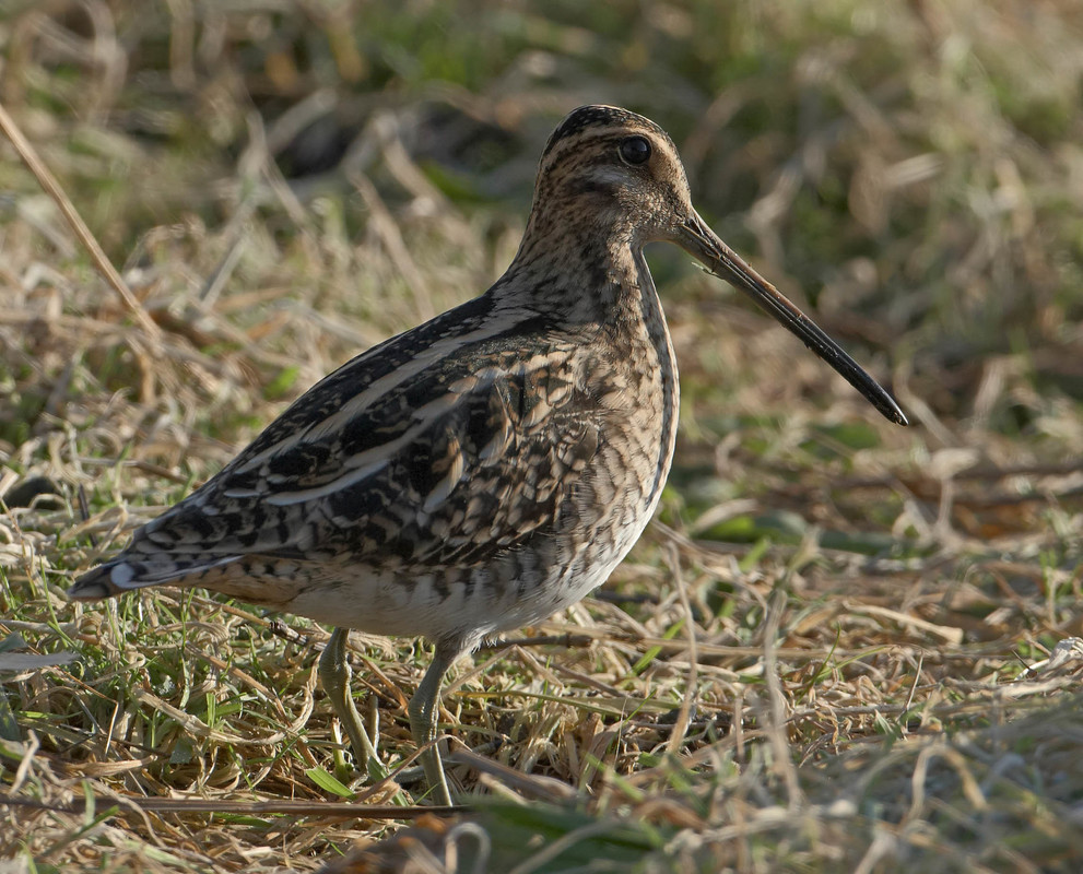 Wildlife Sightings for 15th September 2024