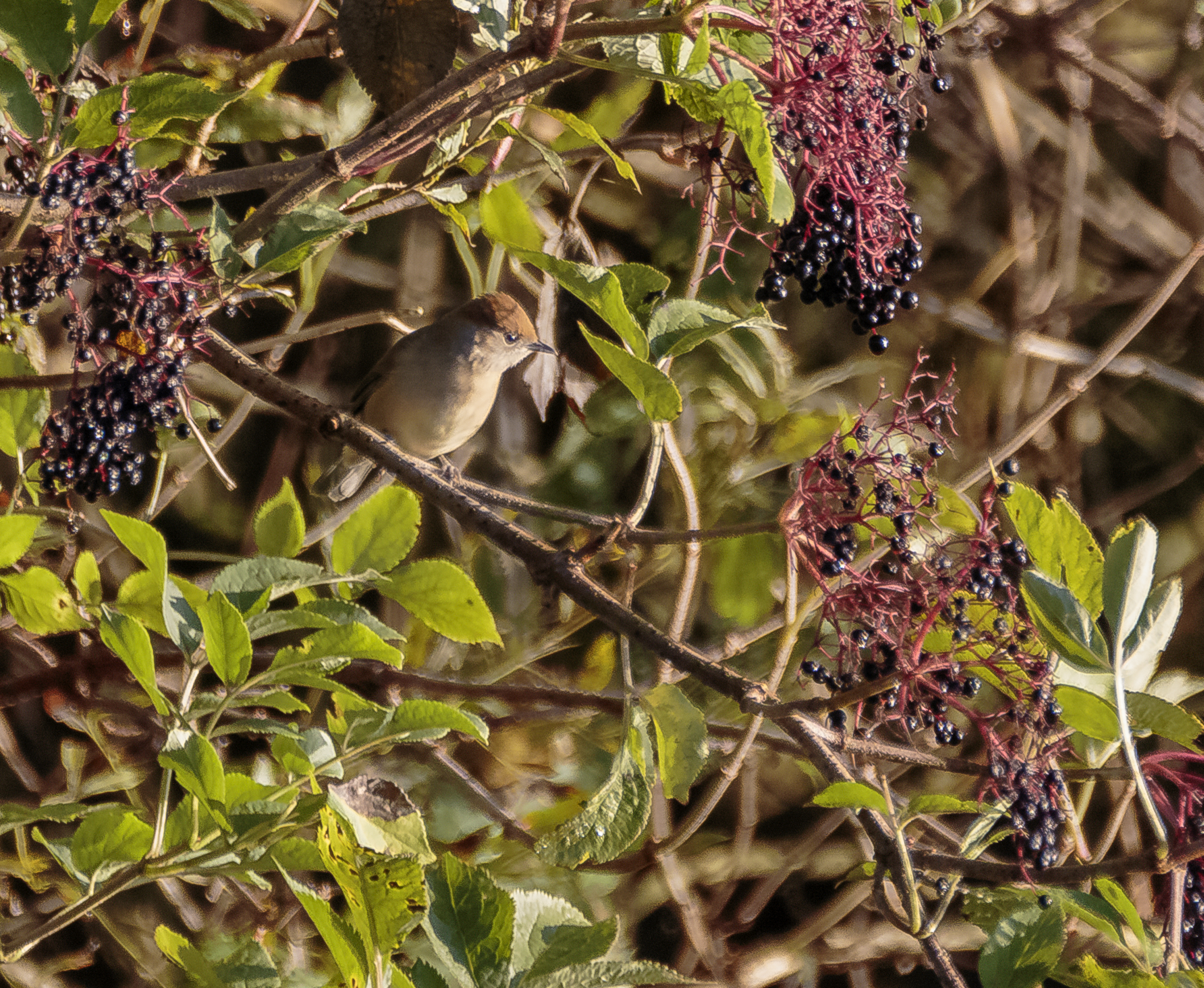 Blackcaps are loving the elderberries