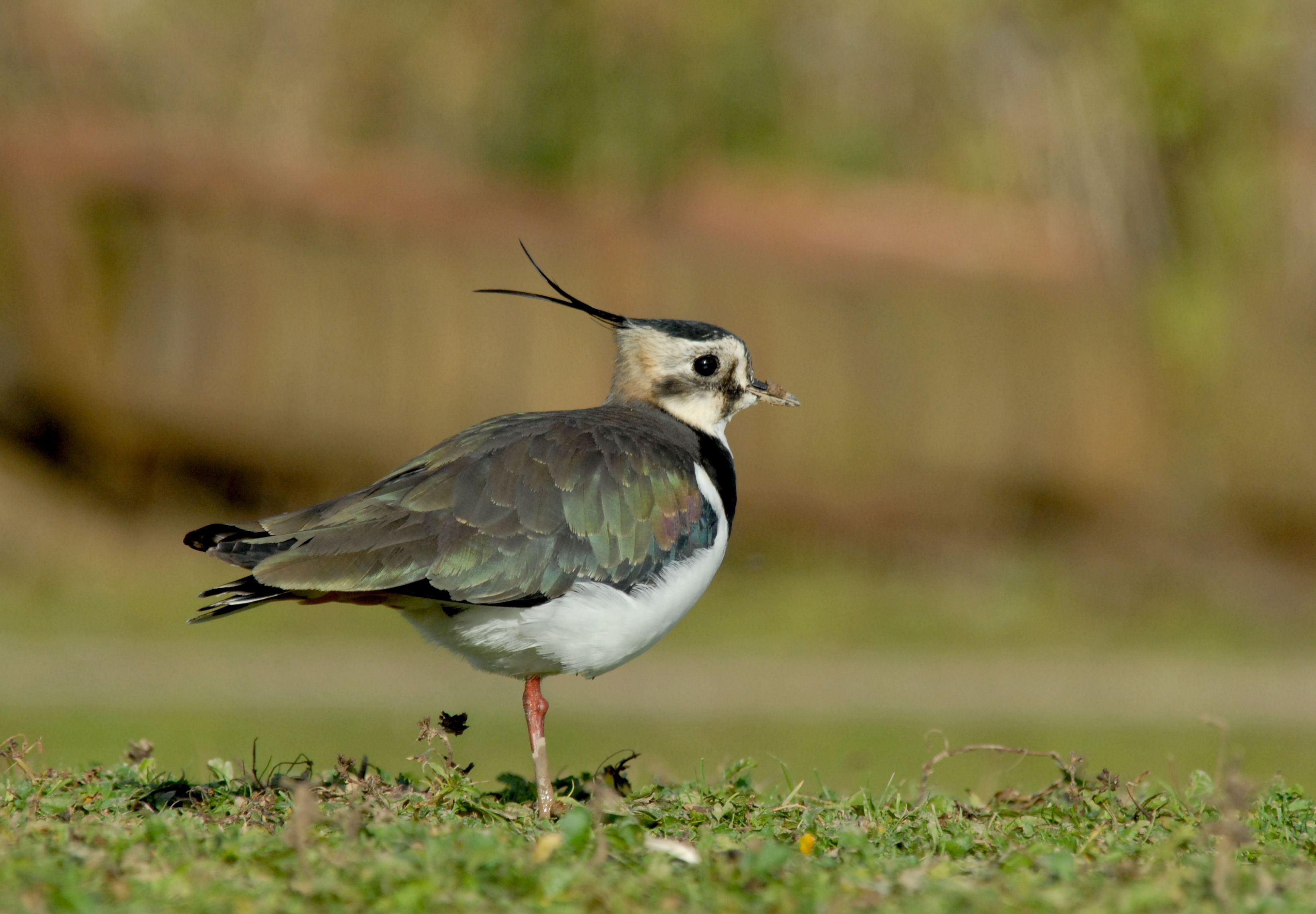 Recent Sightings - 7th October 2019