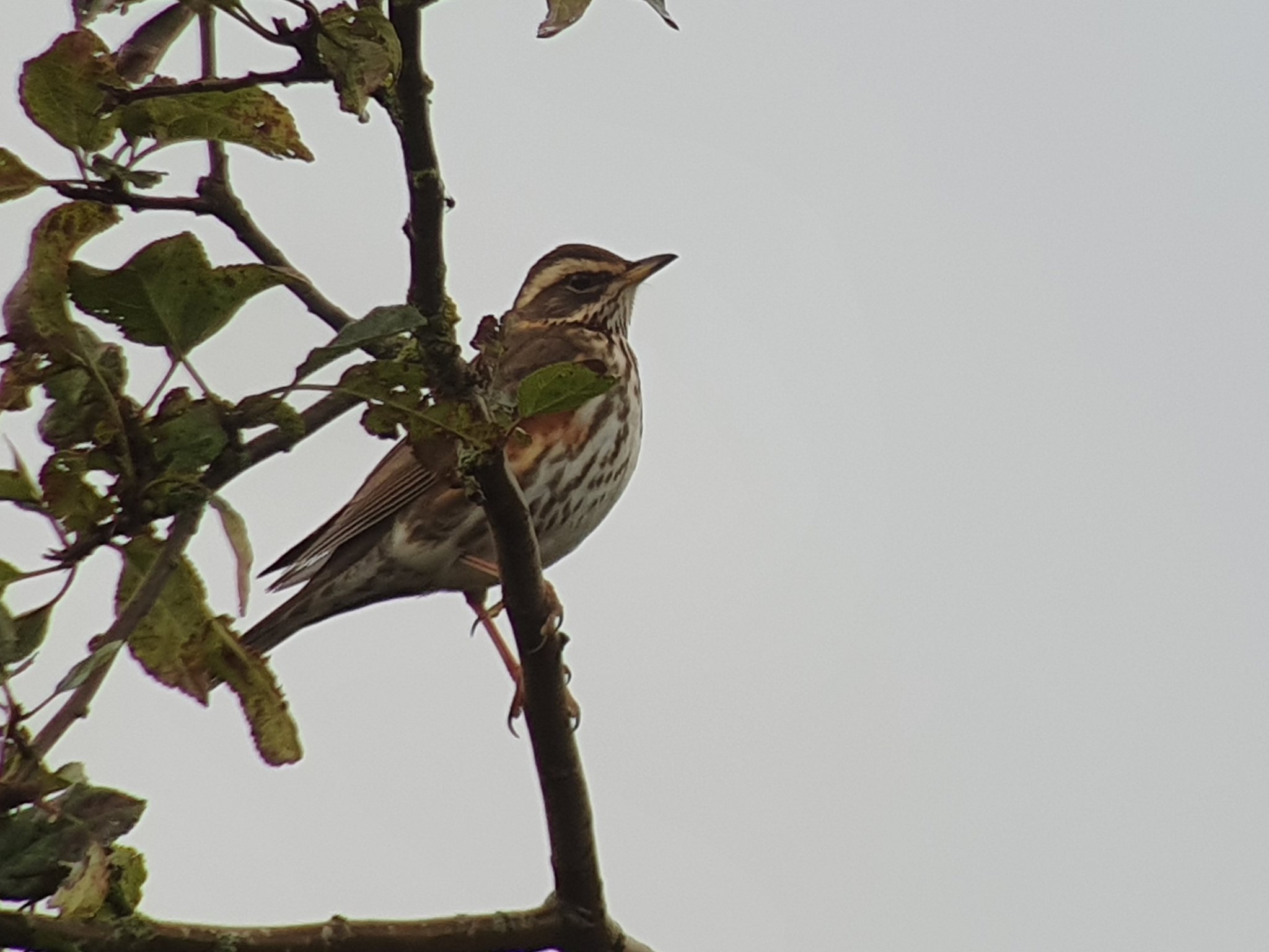 First of the winter Thrushes over this morning