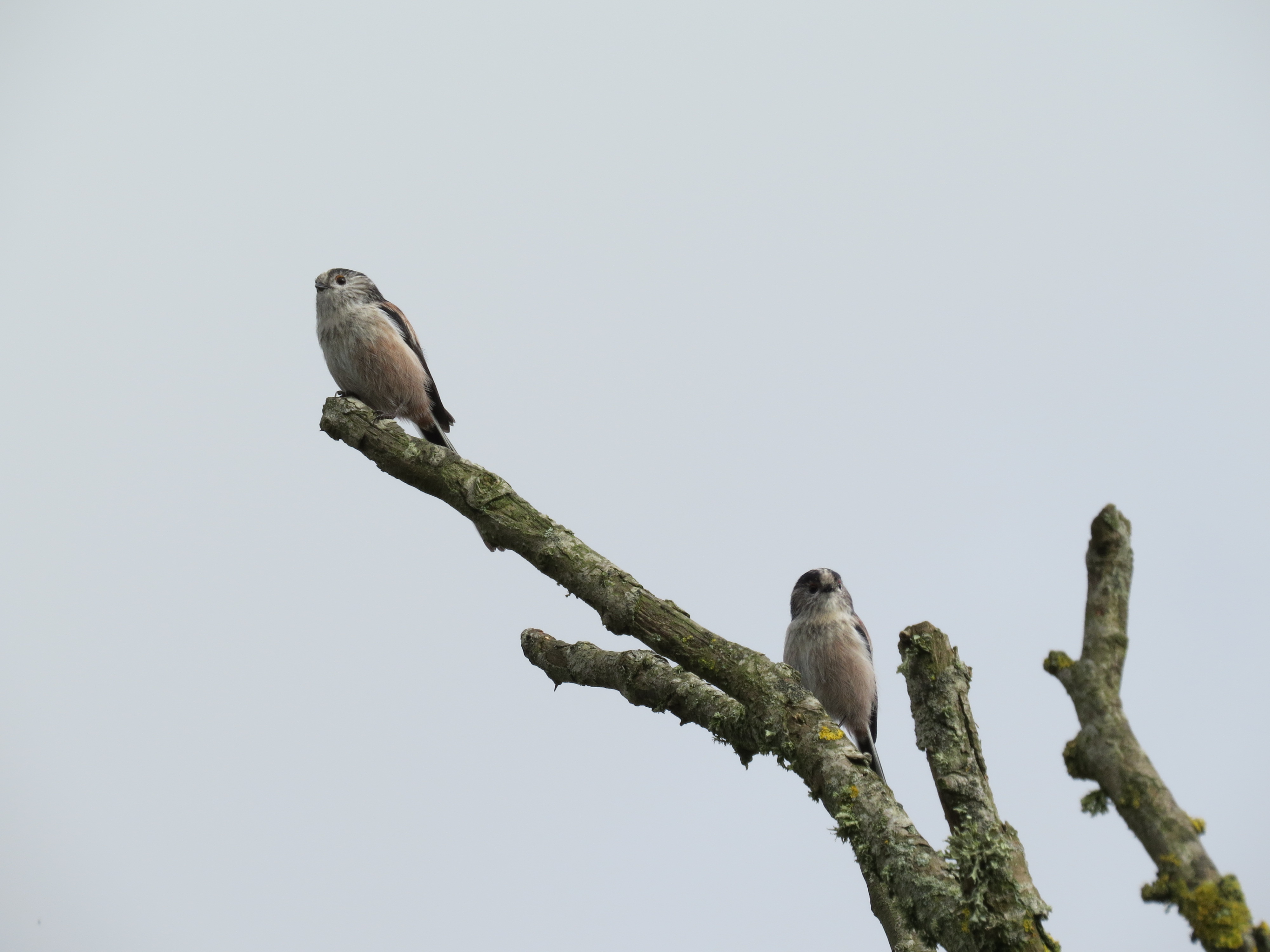 Long-tailed Tits