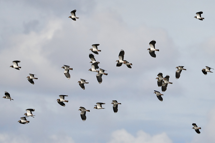 Wetland Bird Survey (WeBS) Count 18/11/2019