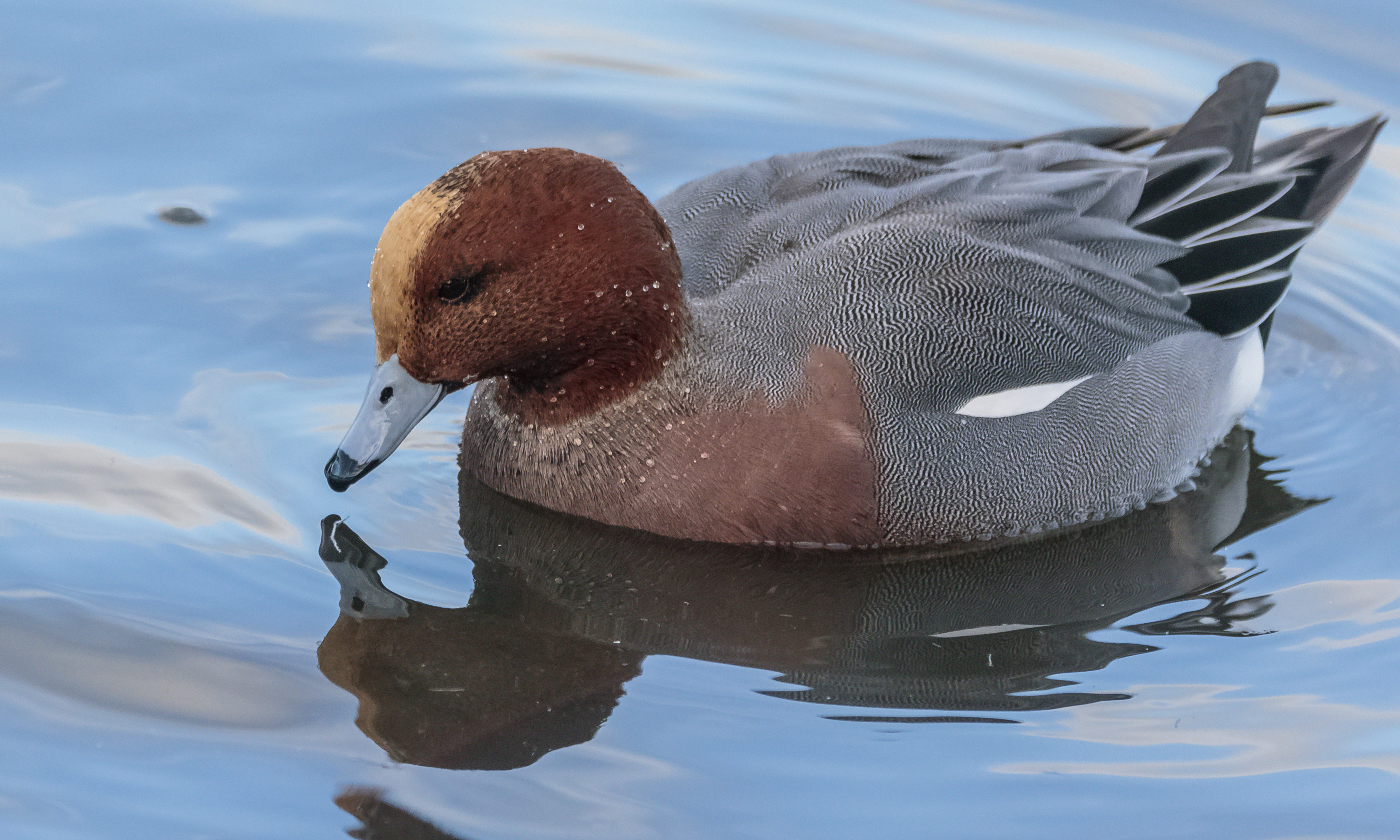 Wigeon everywhere!