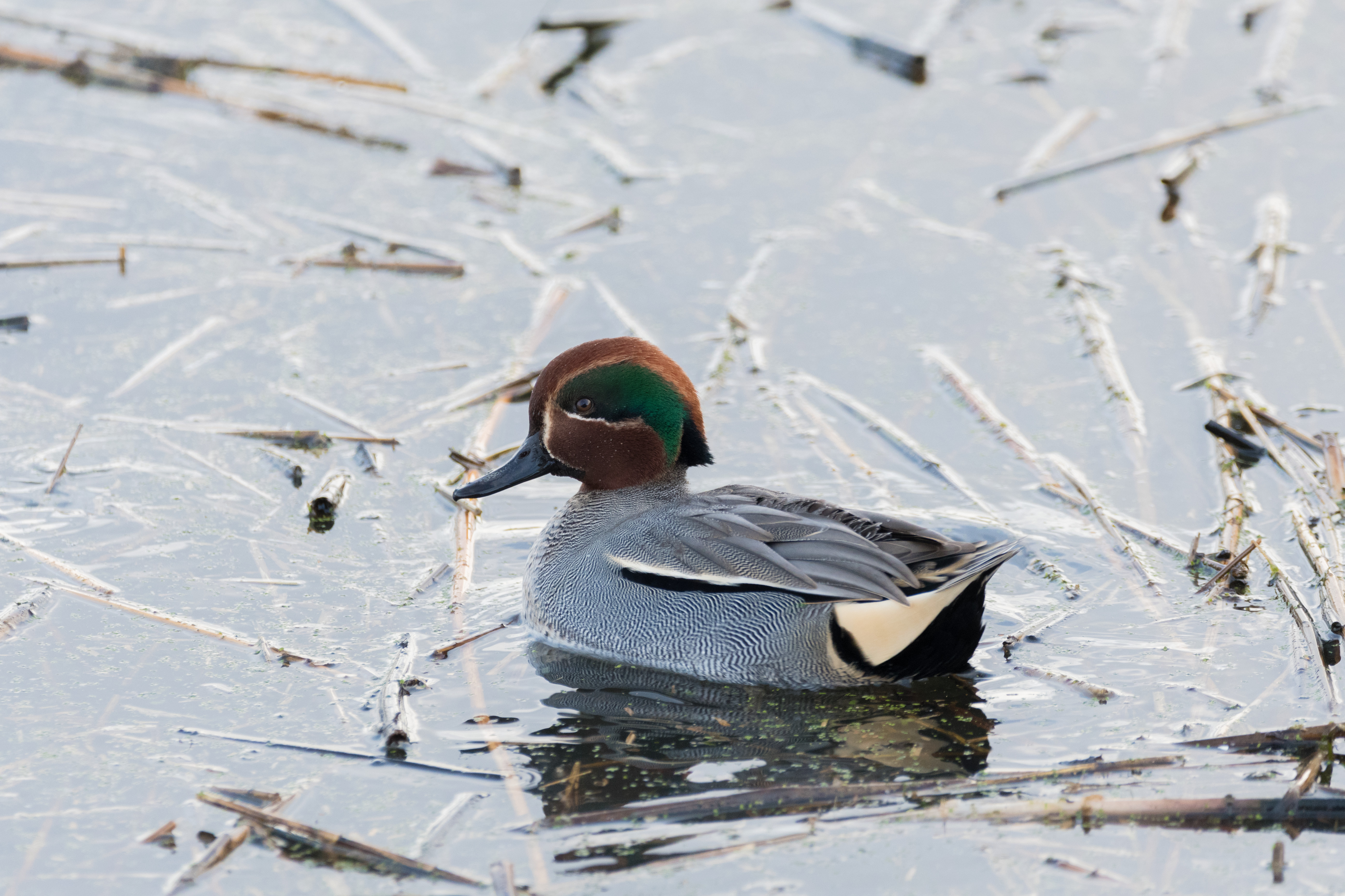 Recent Sightings - 14th October 2019