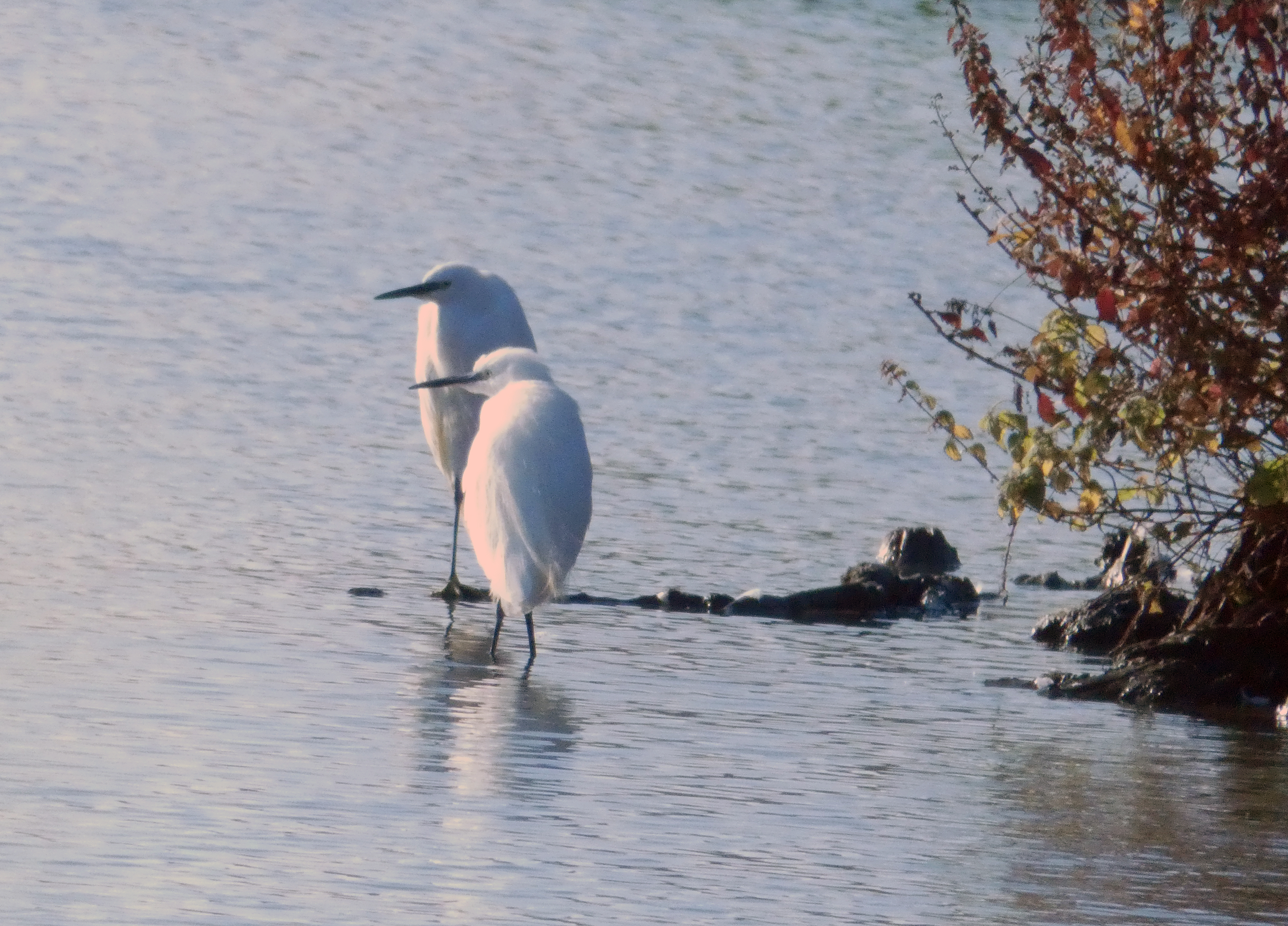 Little egrets, grey herons and cormorants are fishing