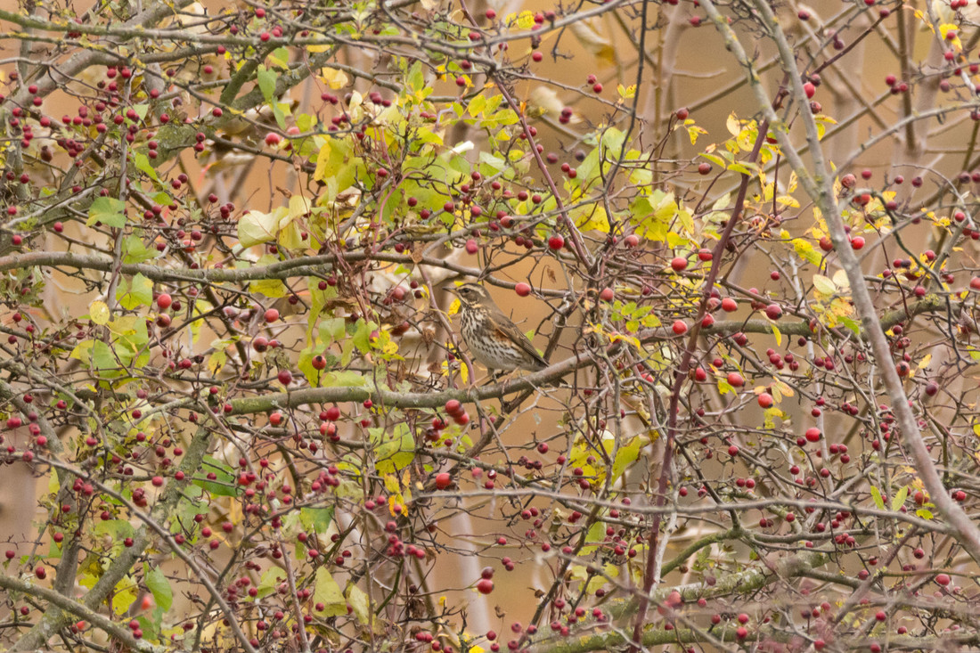 Redwing battling through the rain South West