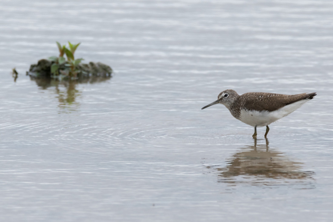 Wildlife sightings for 31st July 2021