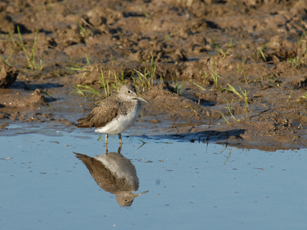 Green Sandpiper on the wader scrape