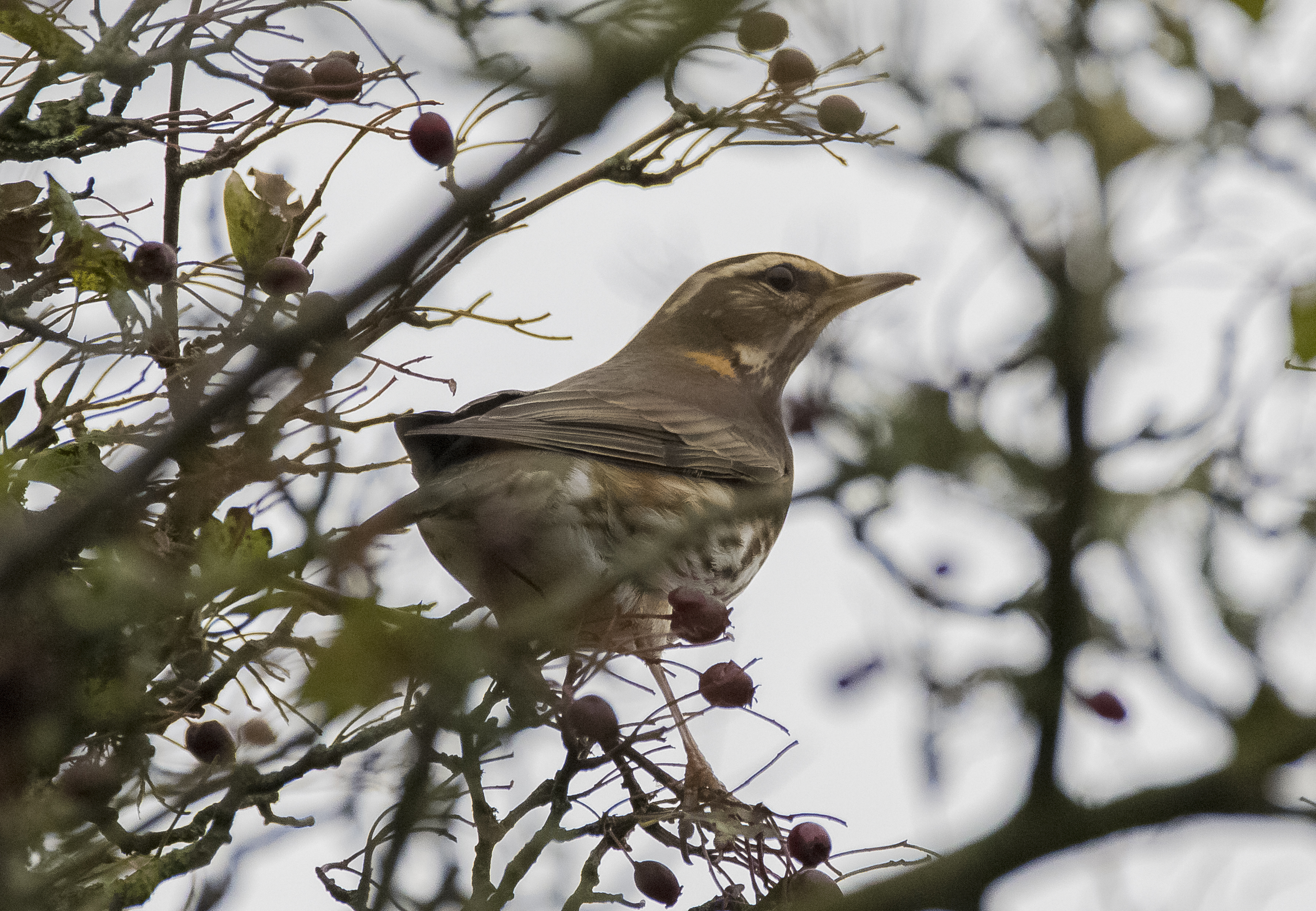 Plenty of Redwing