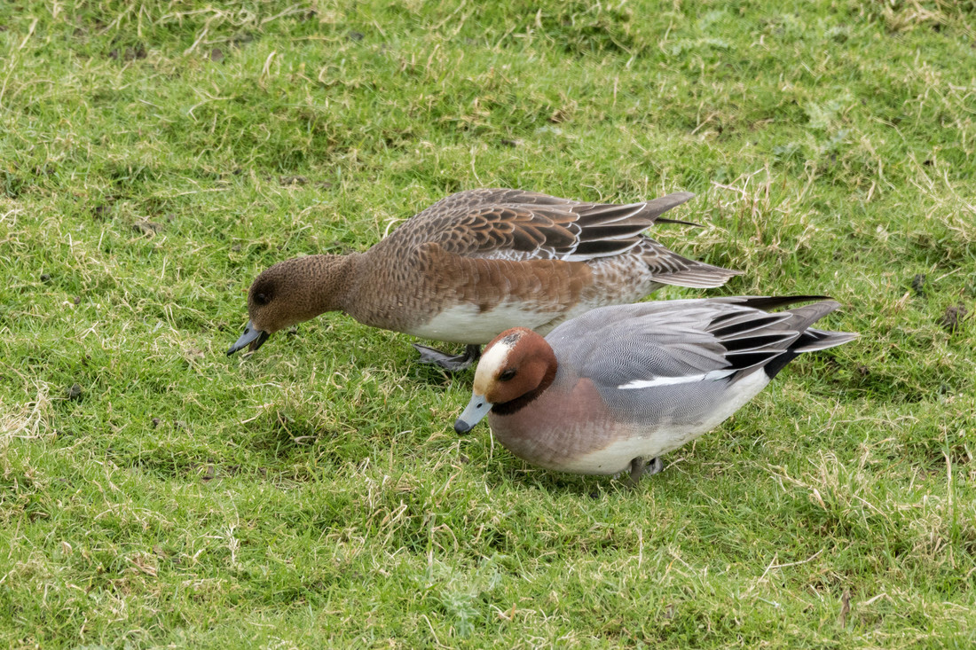 Grazing wigeon on the wader scrape and grazing marsh