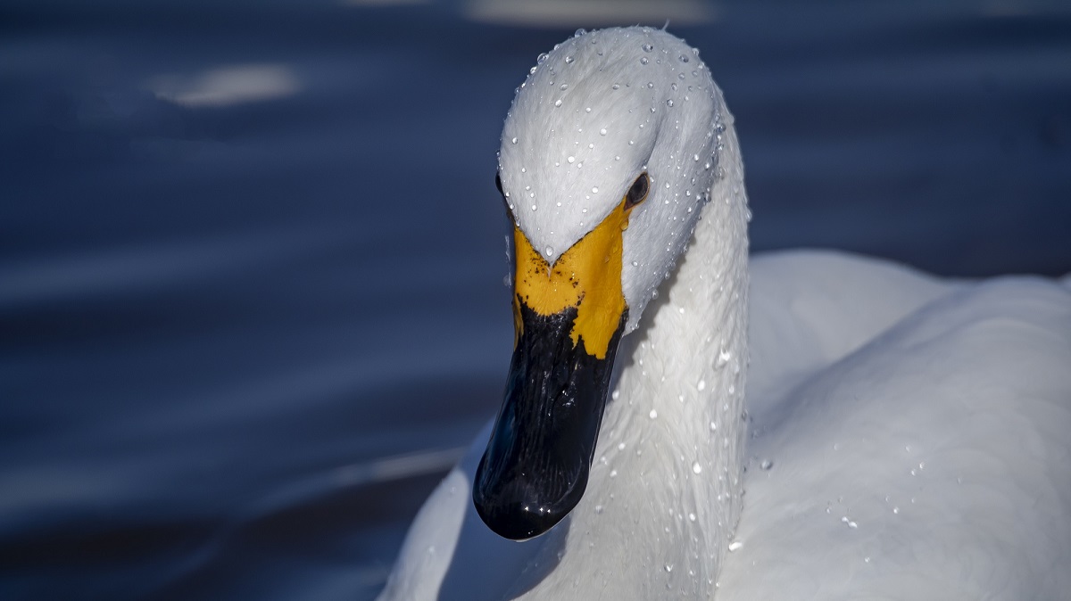 Whoopers and Bewick's, can you spot the difference?